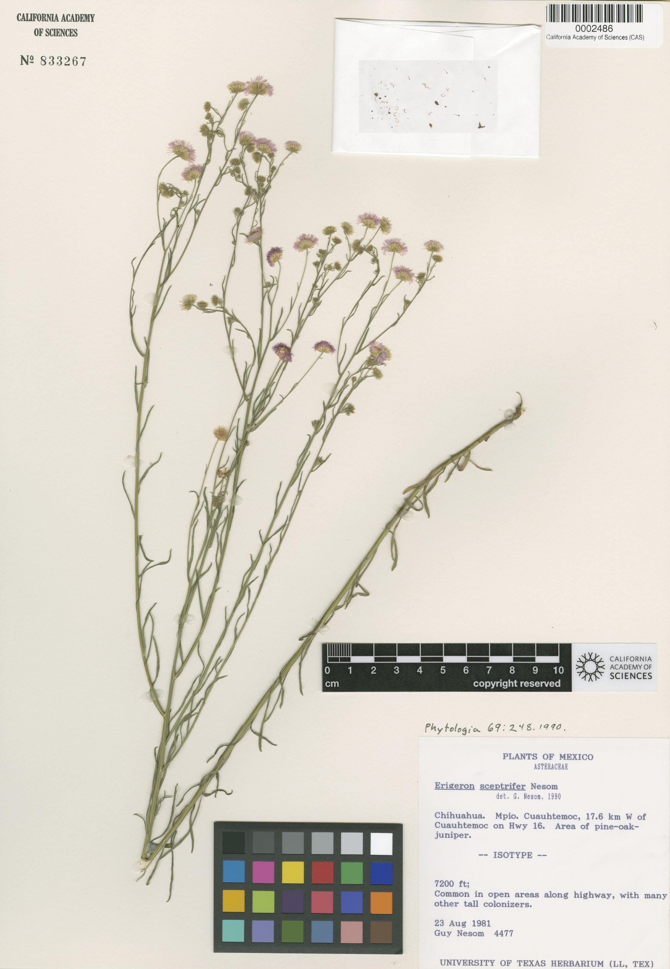 Erigeron sceptrifer image