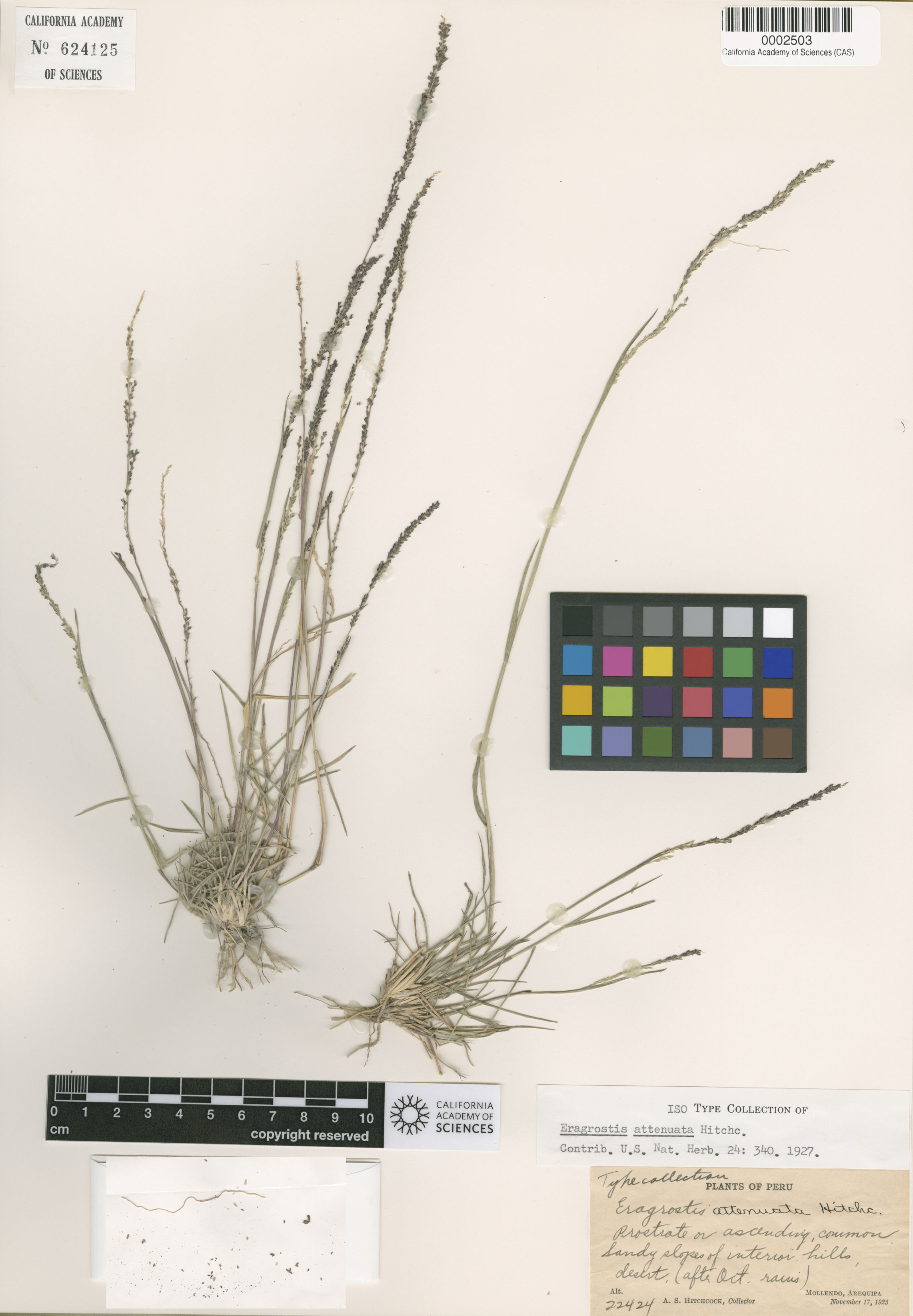 Eragrostis attenuata image