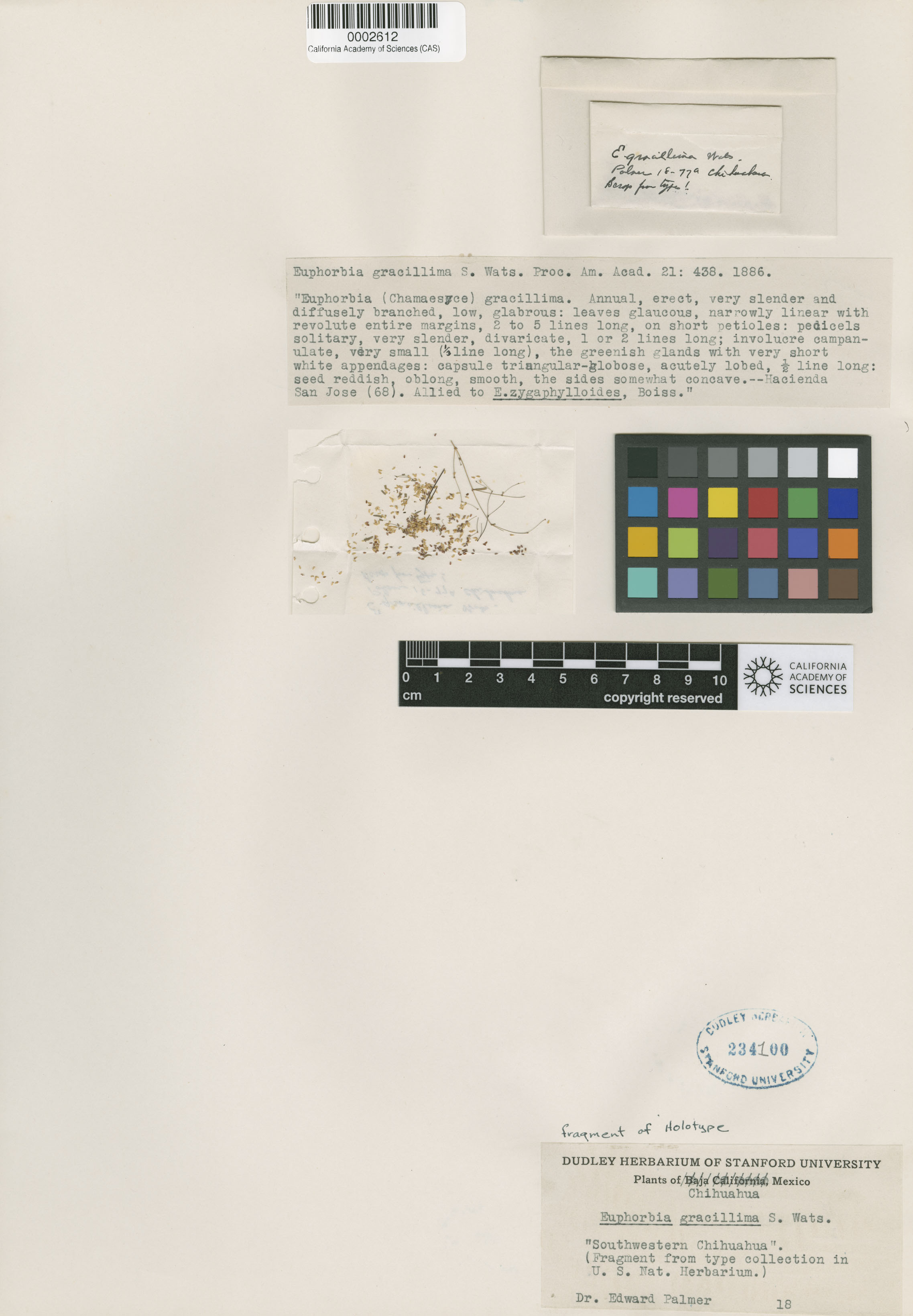 Euphorbia gracillima image