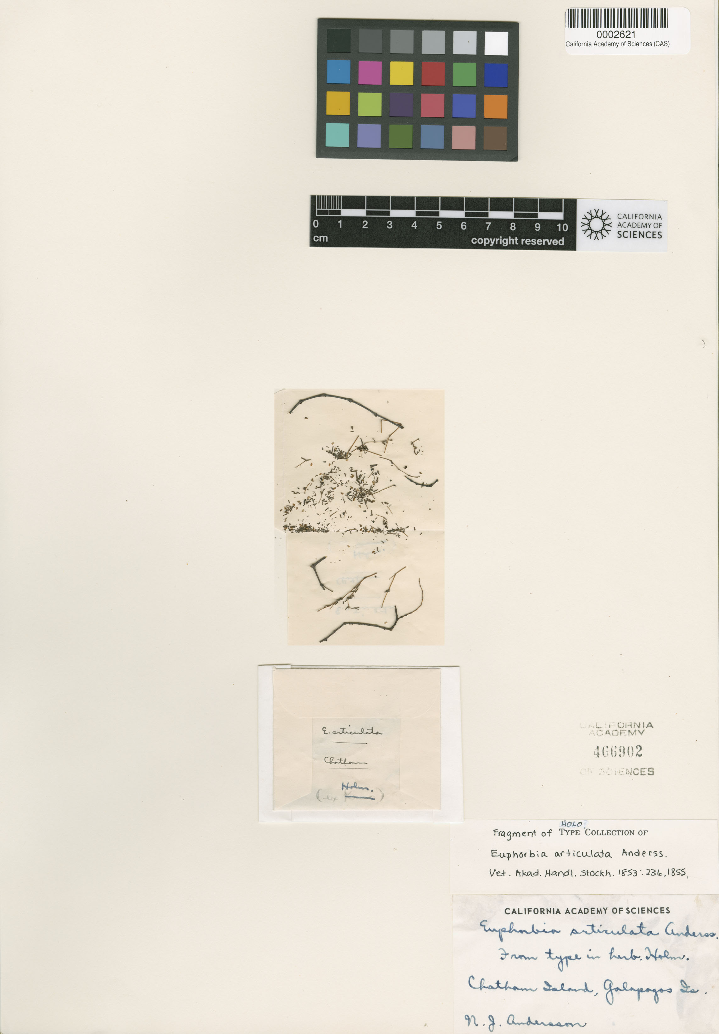 Euphorbia articulata image