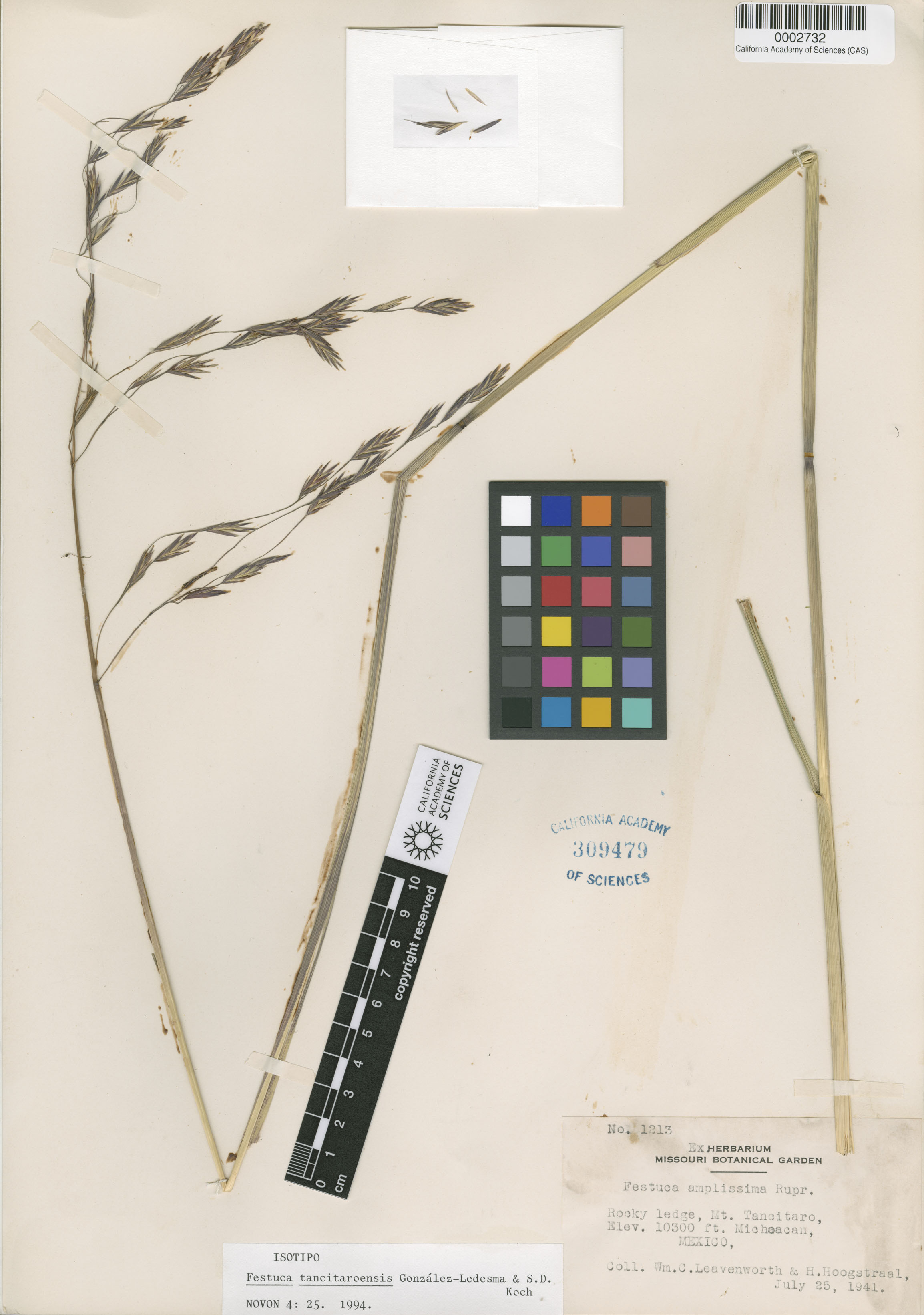 Festuca tancitaroensis image