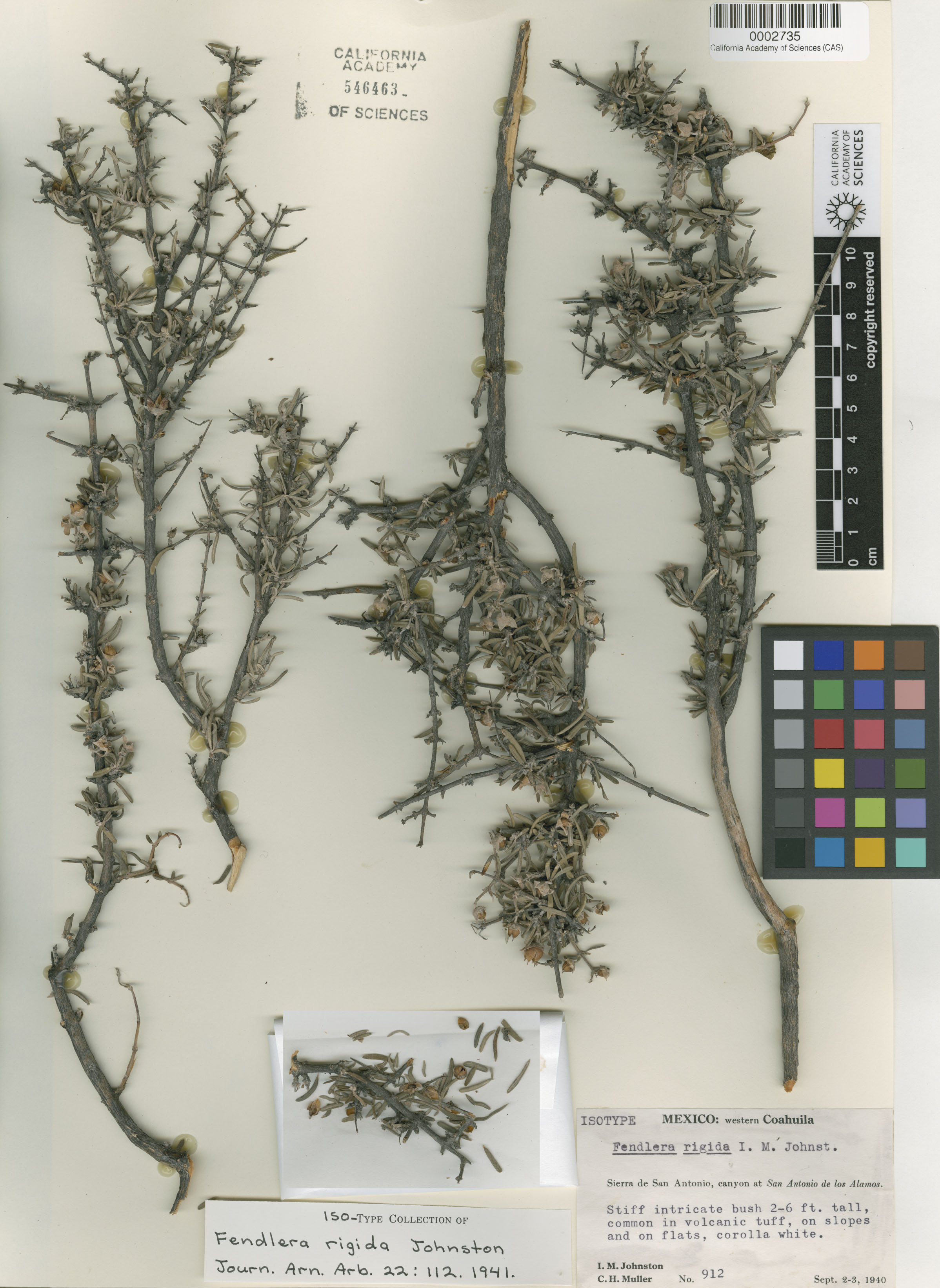 Fendlera linearis image