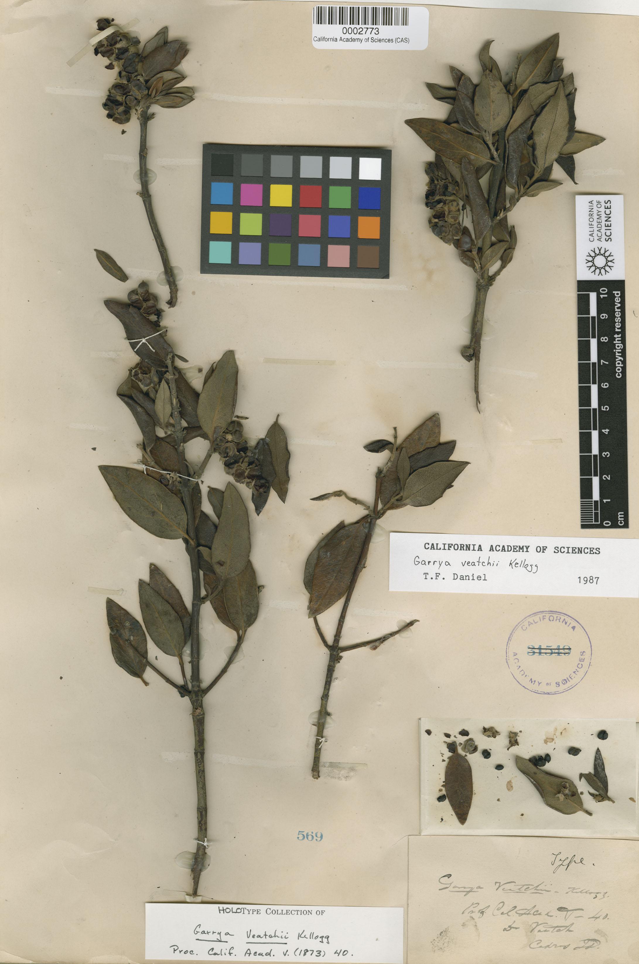 Garrya veatchii image