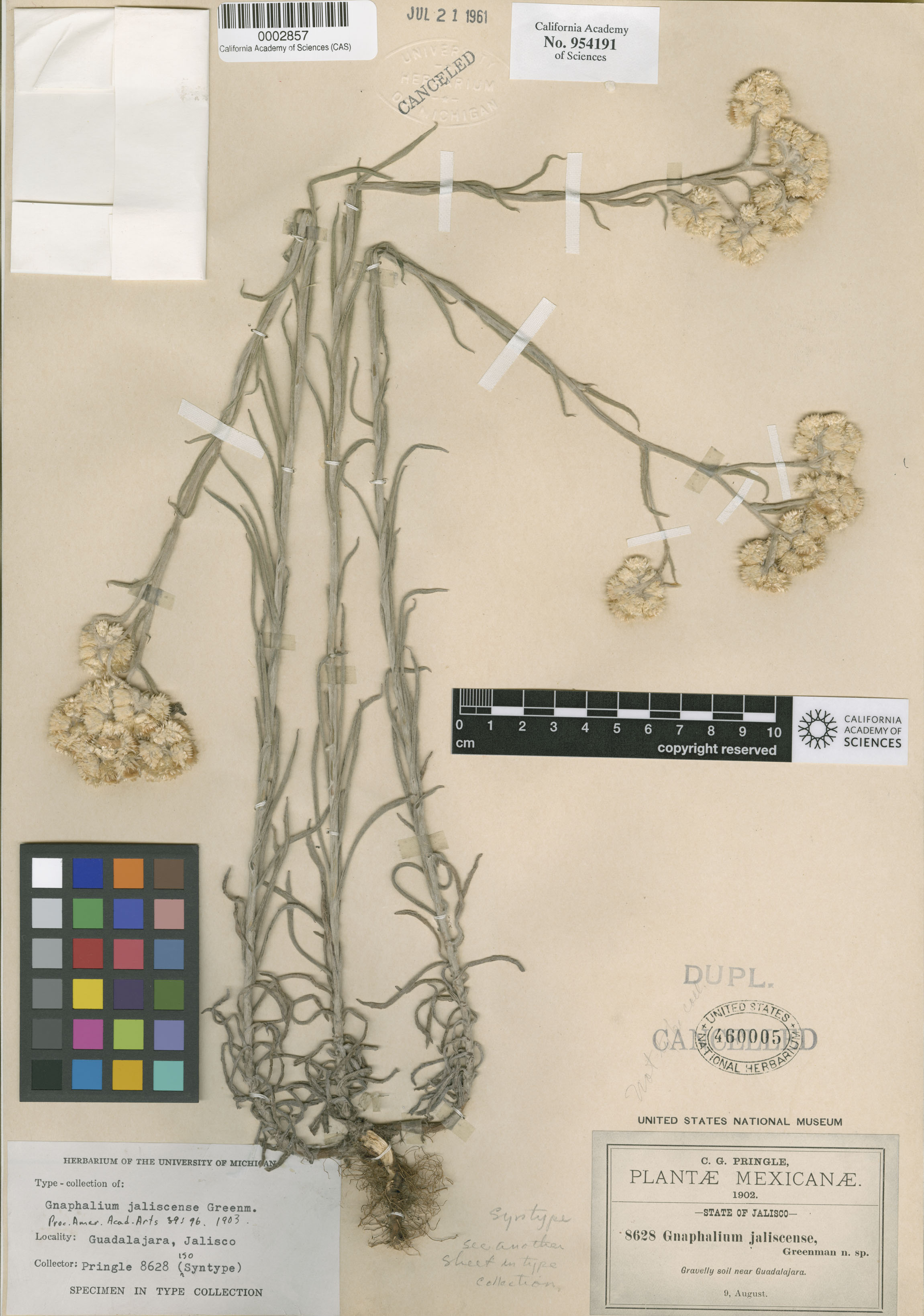 Pseudognaphalium image