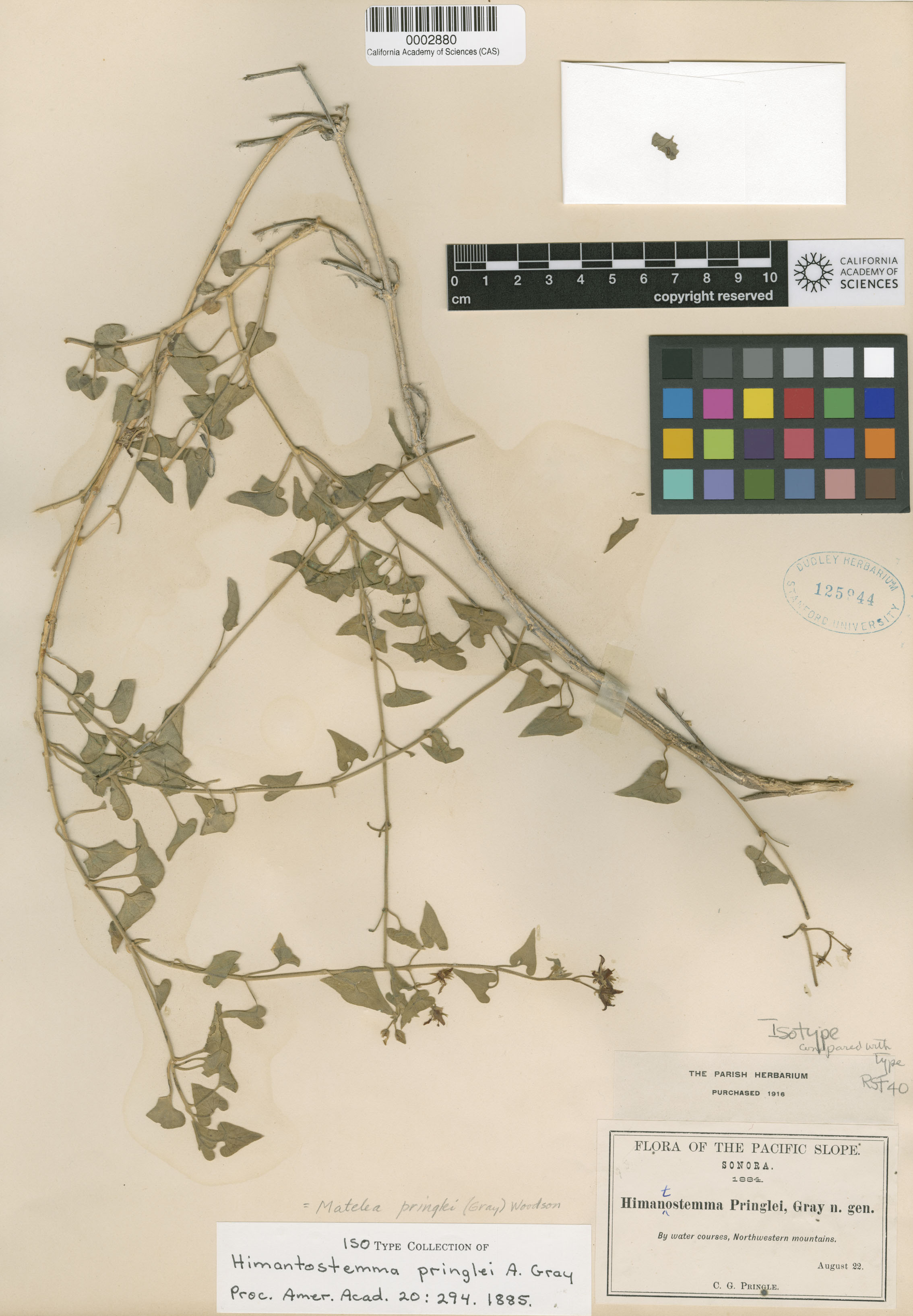 Matelea pringlei image