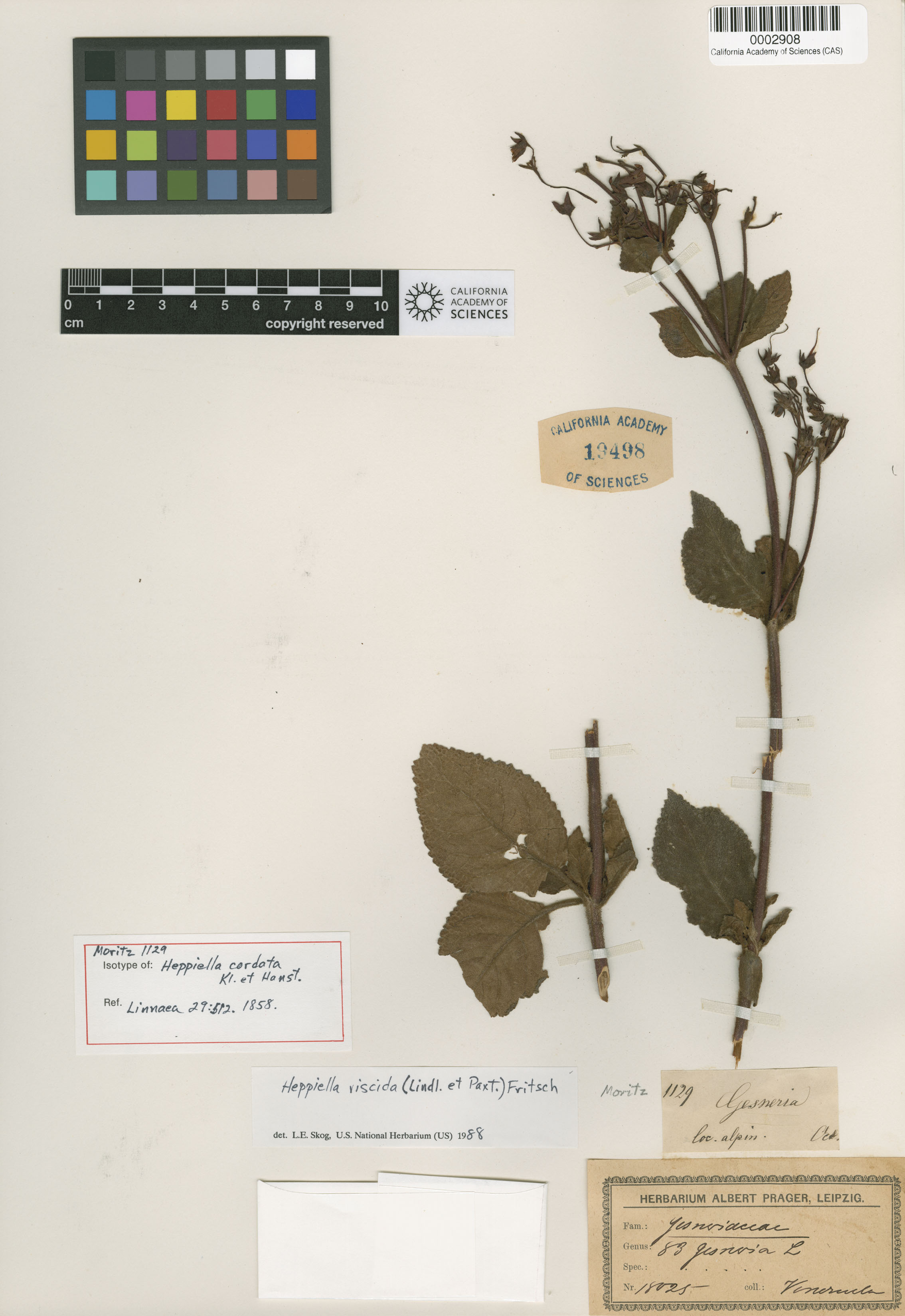 Heppiella viscida image