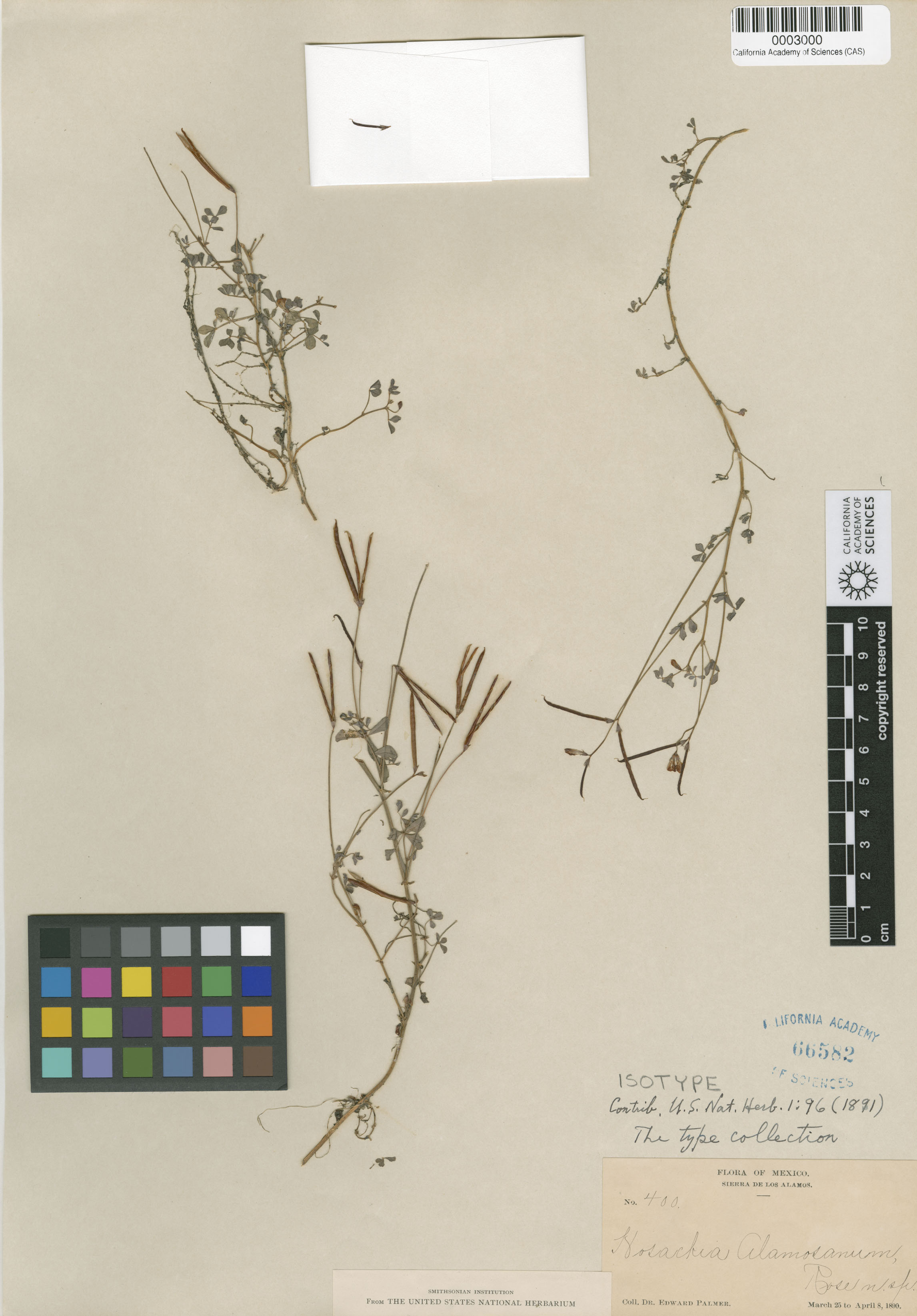 Hosackia alamosana image