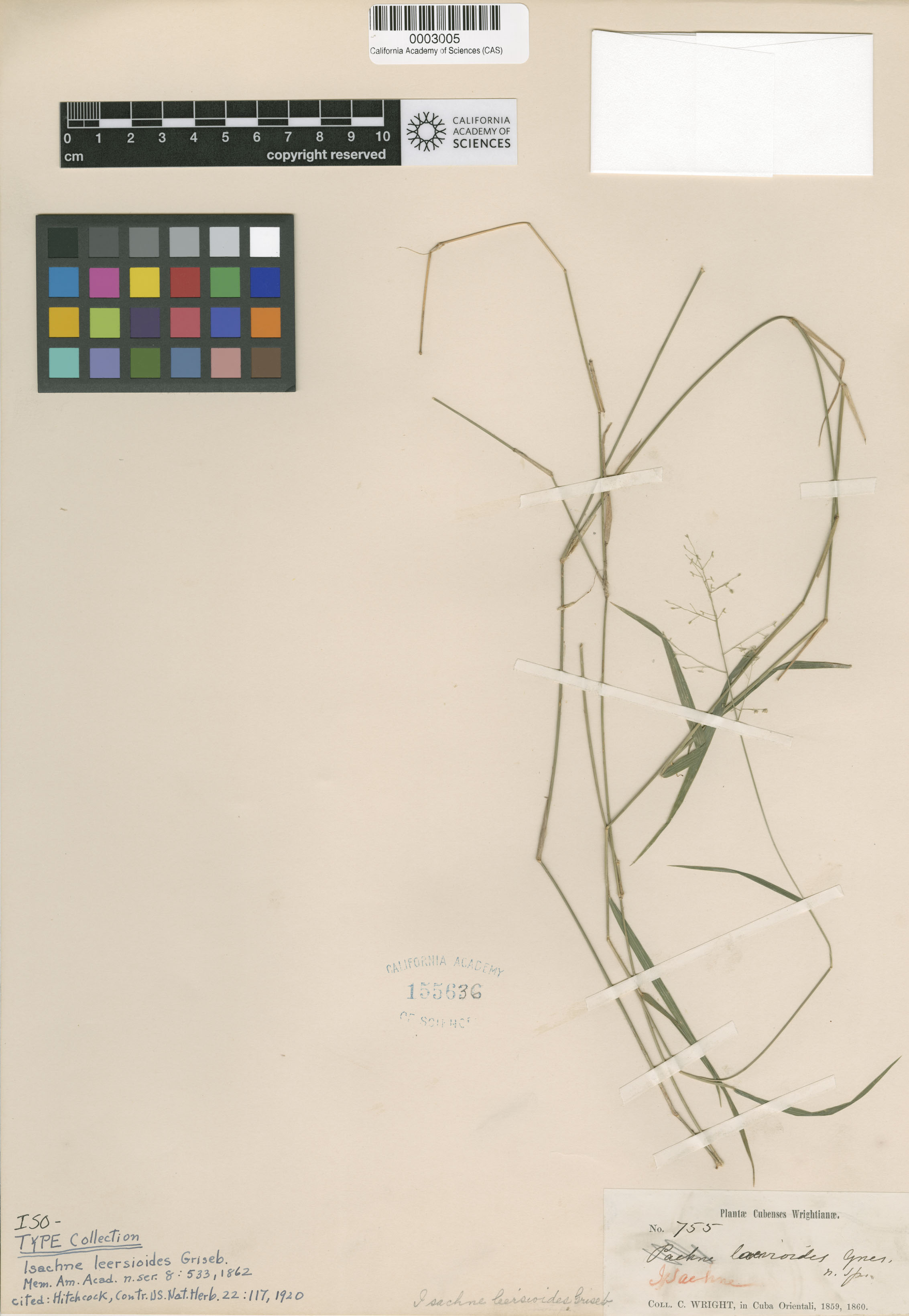 Isachne leersioides image