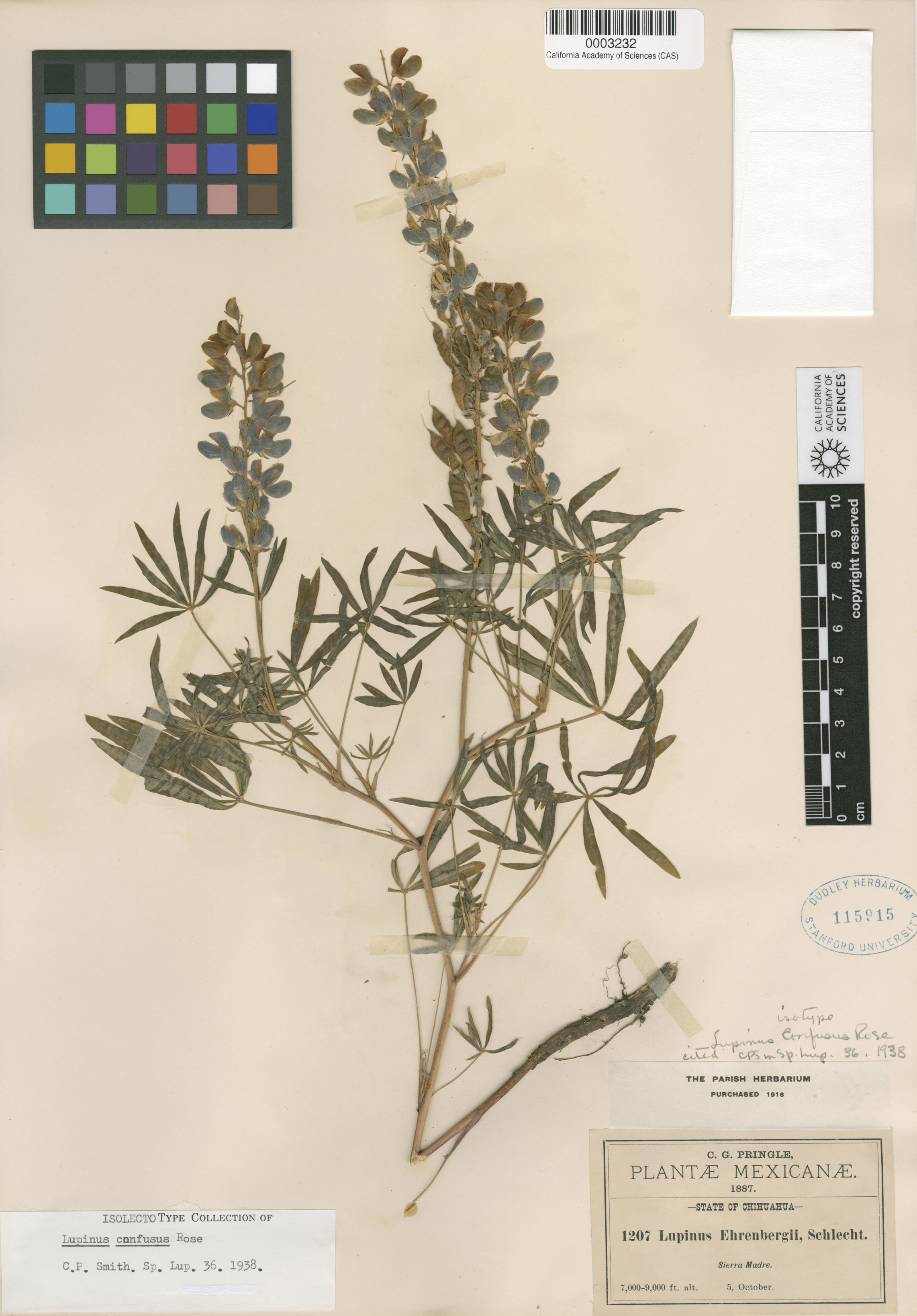 Lupinus confusus image
