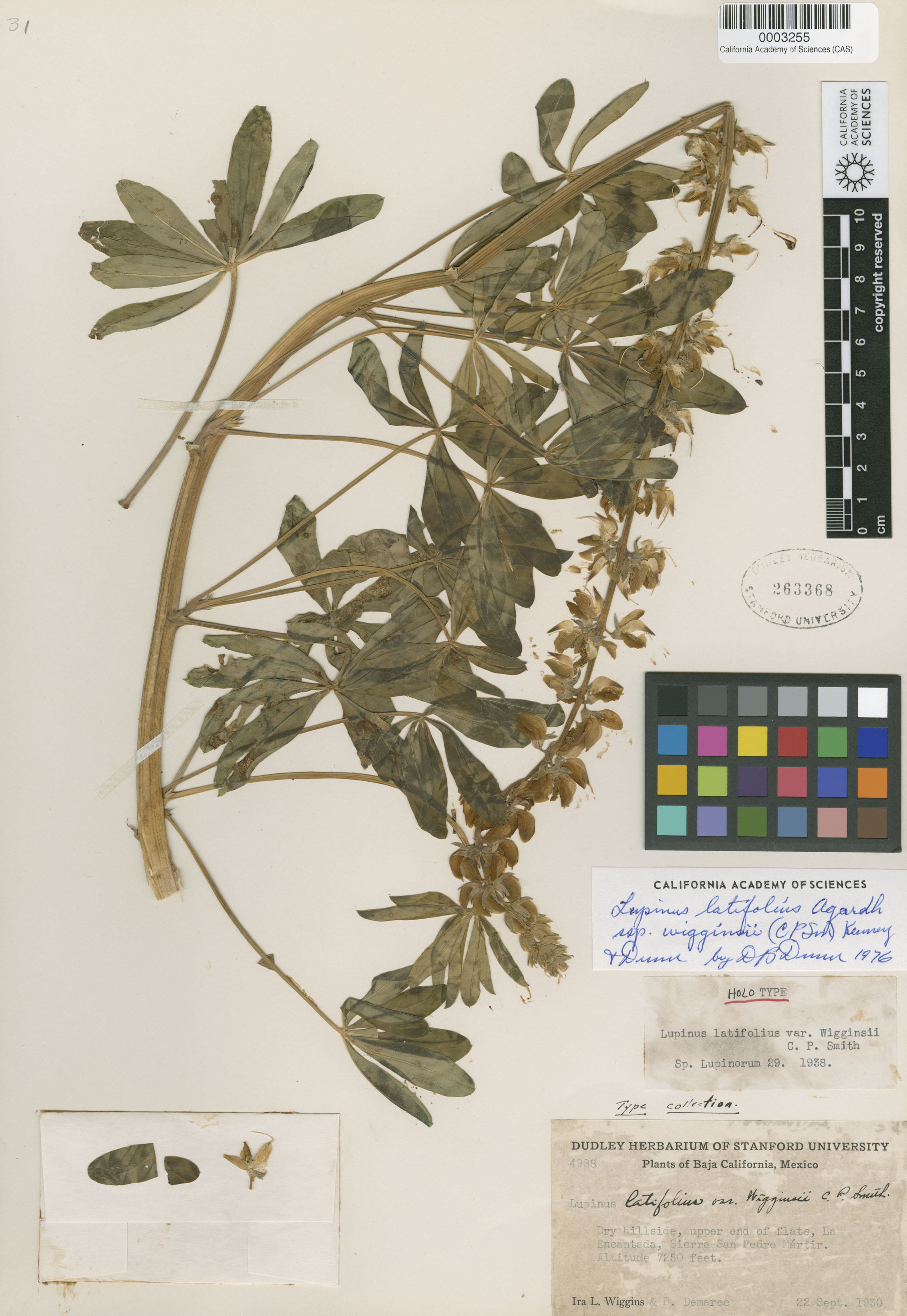 Lupinus latifolius ssp. wigginsii image