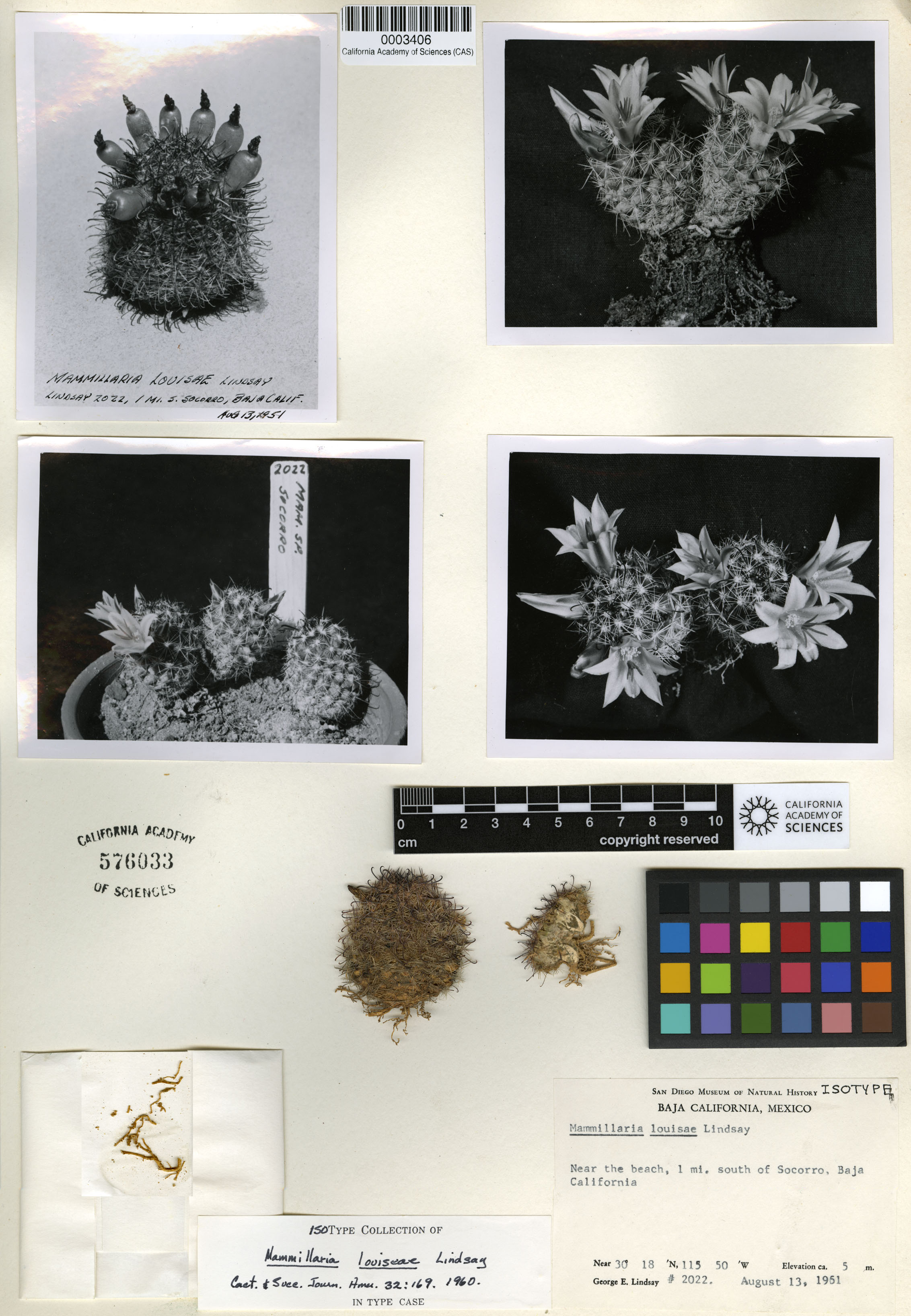 Mammillaria louisae image