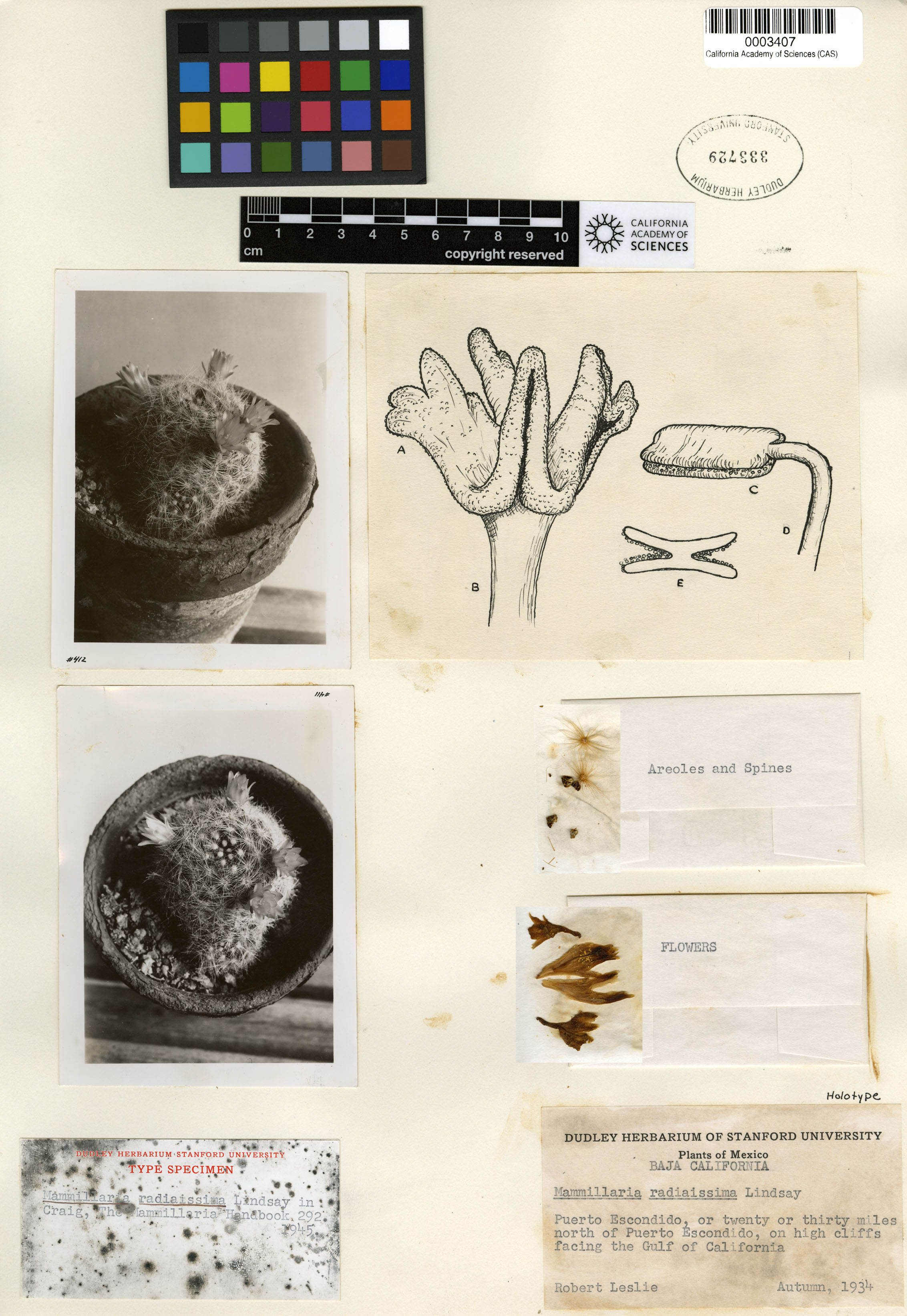 Mammillaria baumii image