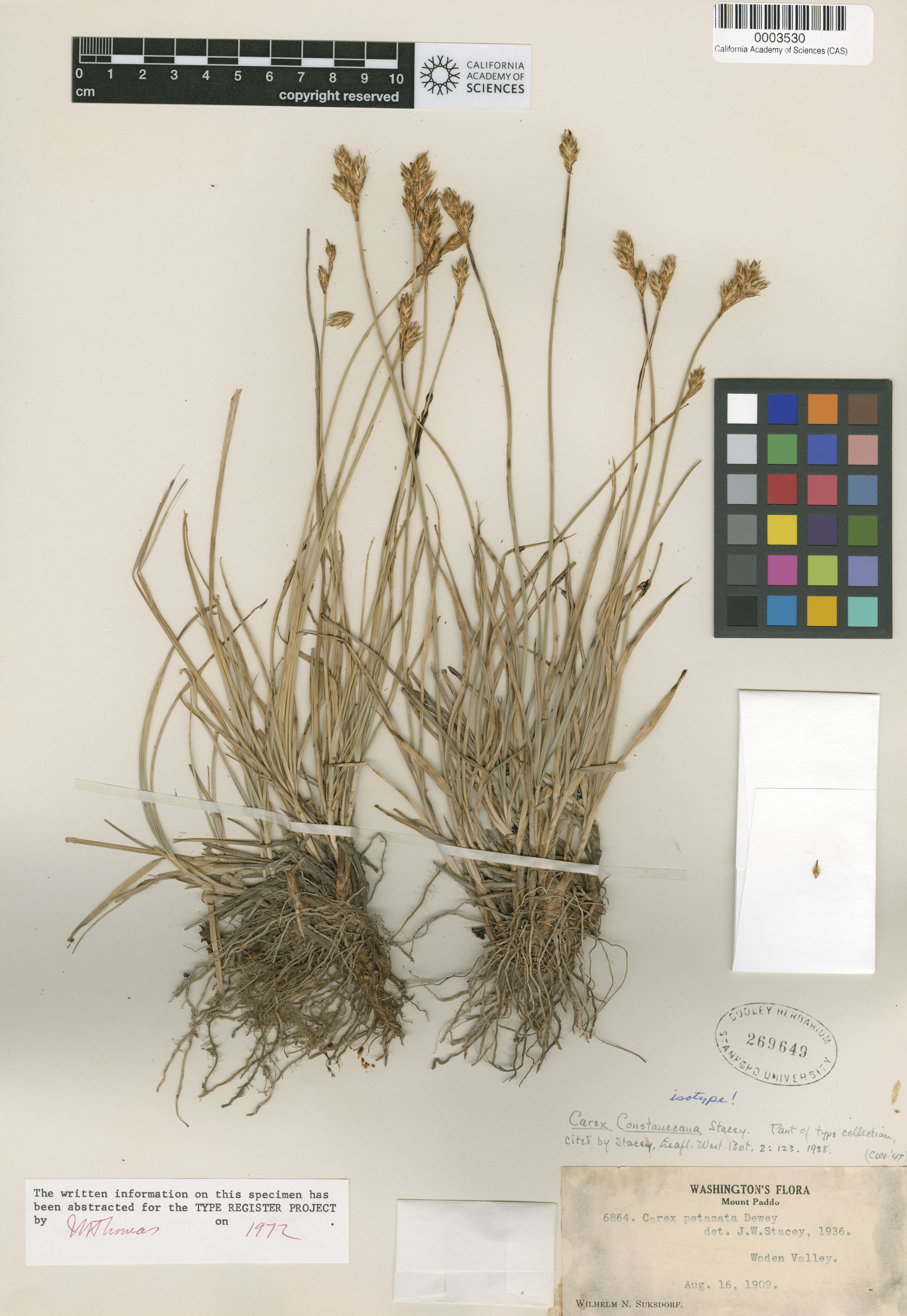 Carex constanceana image