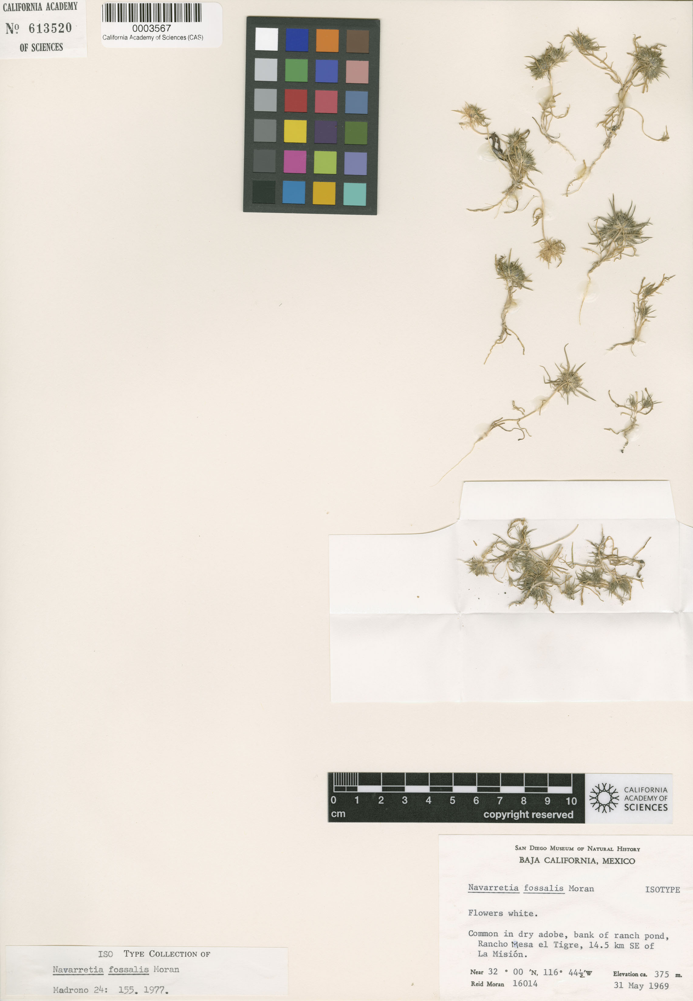 Navarretia fossalis image