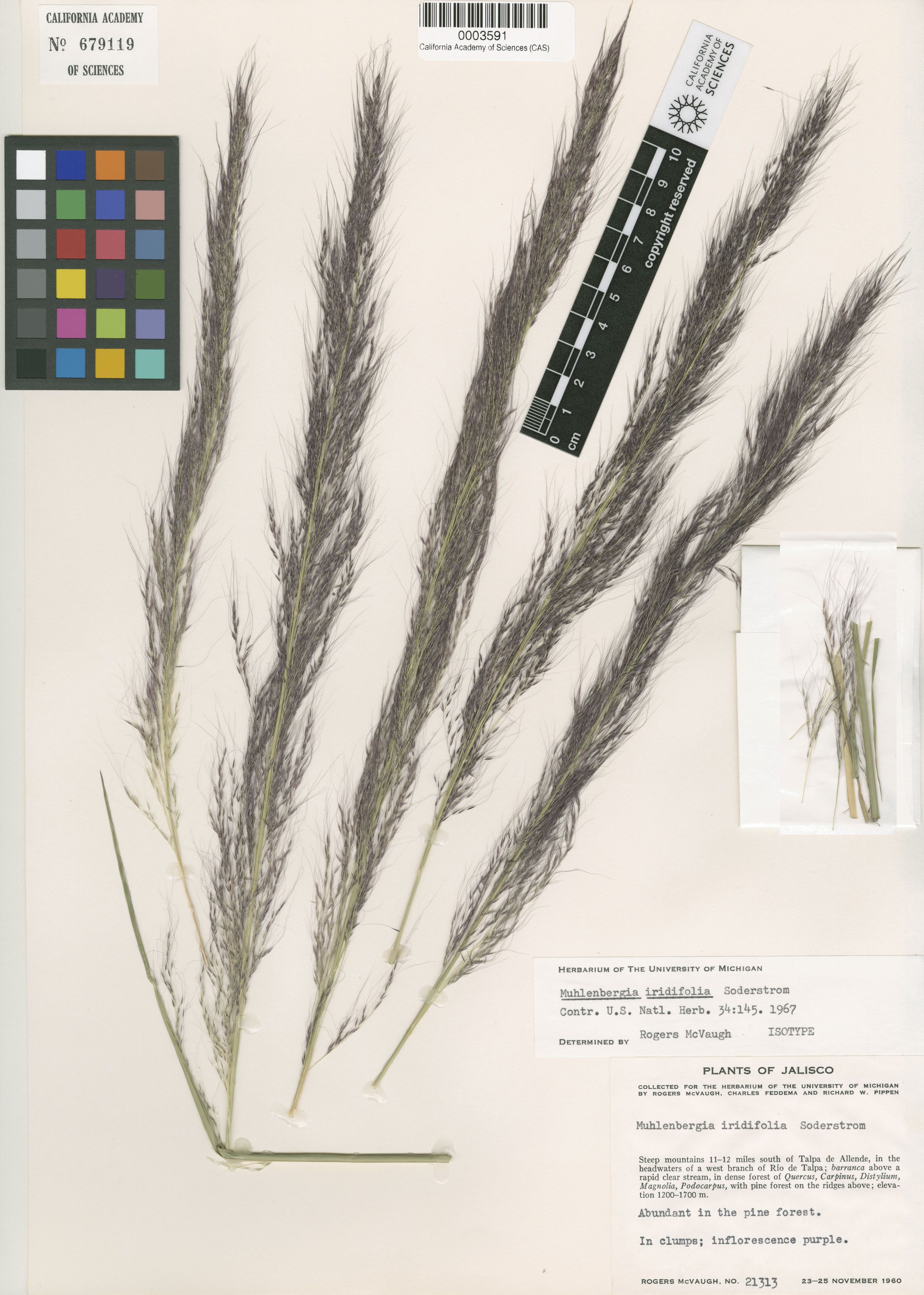 Muhlenbergia image