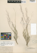 Image of Muhlenbergia arizonica