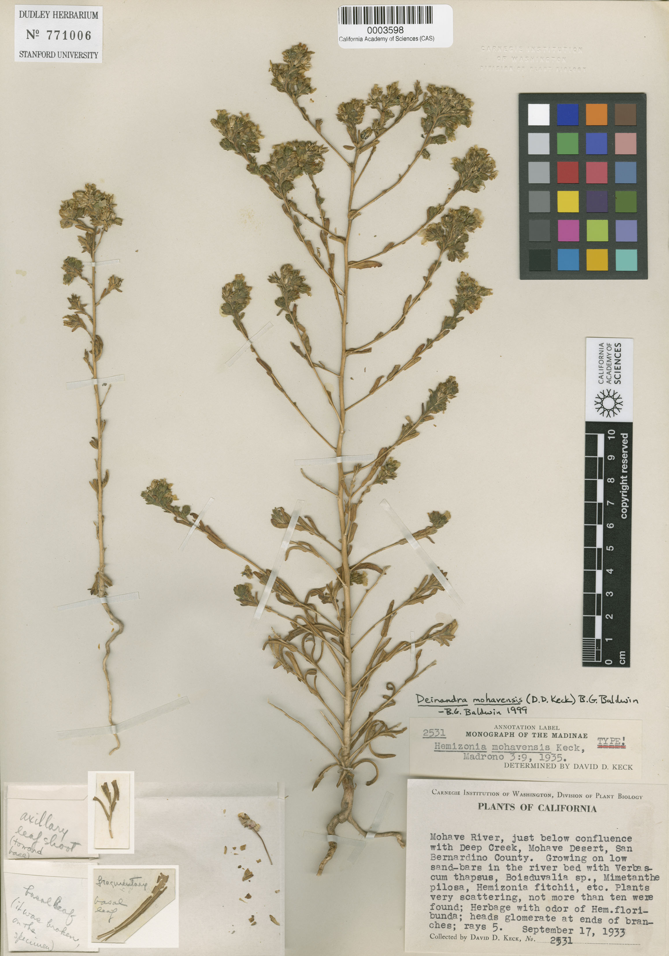 Deinandra mohavensis image