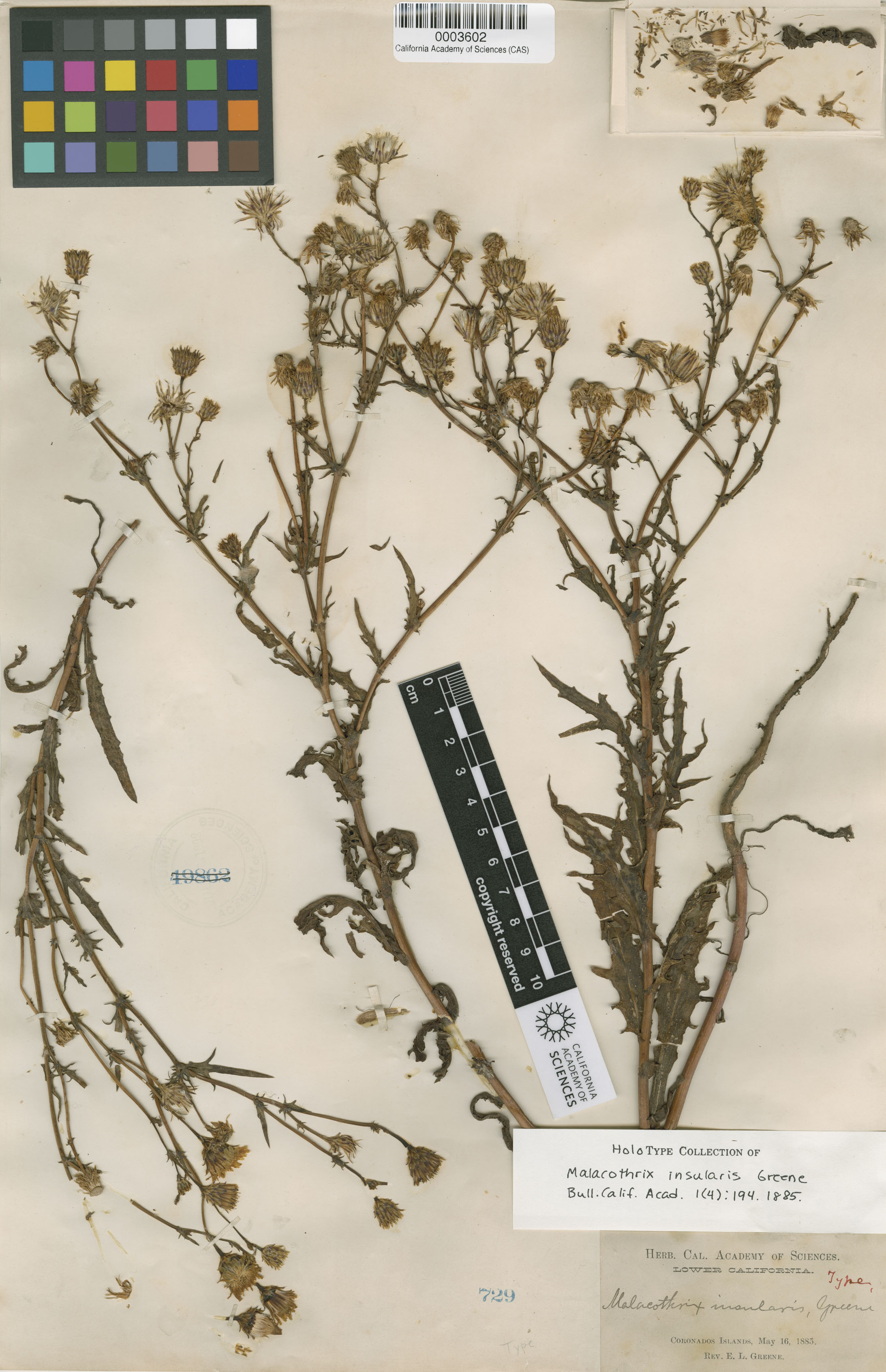 Malacothrix insularis image