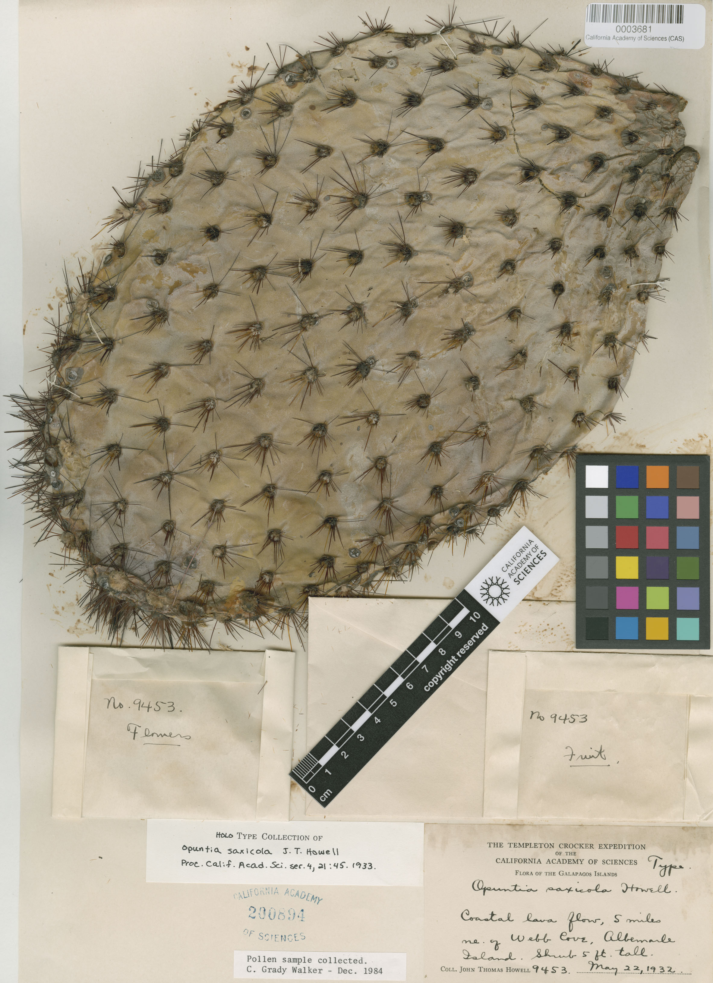 Opuntia galapageia image