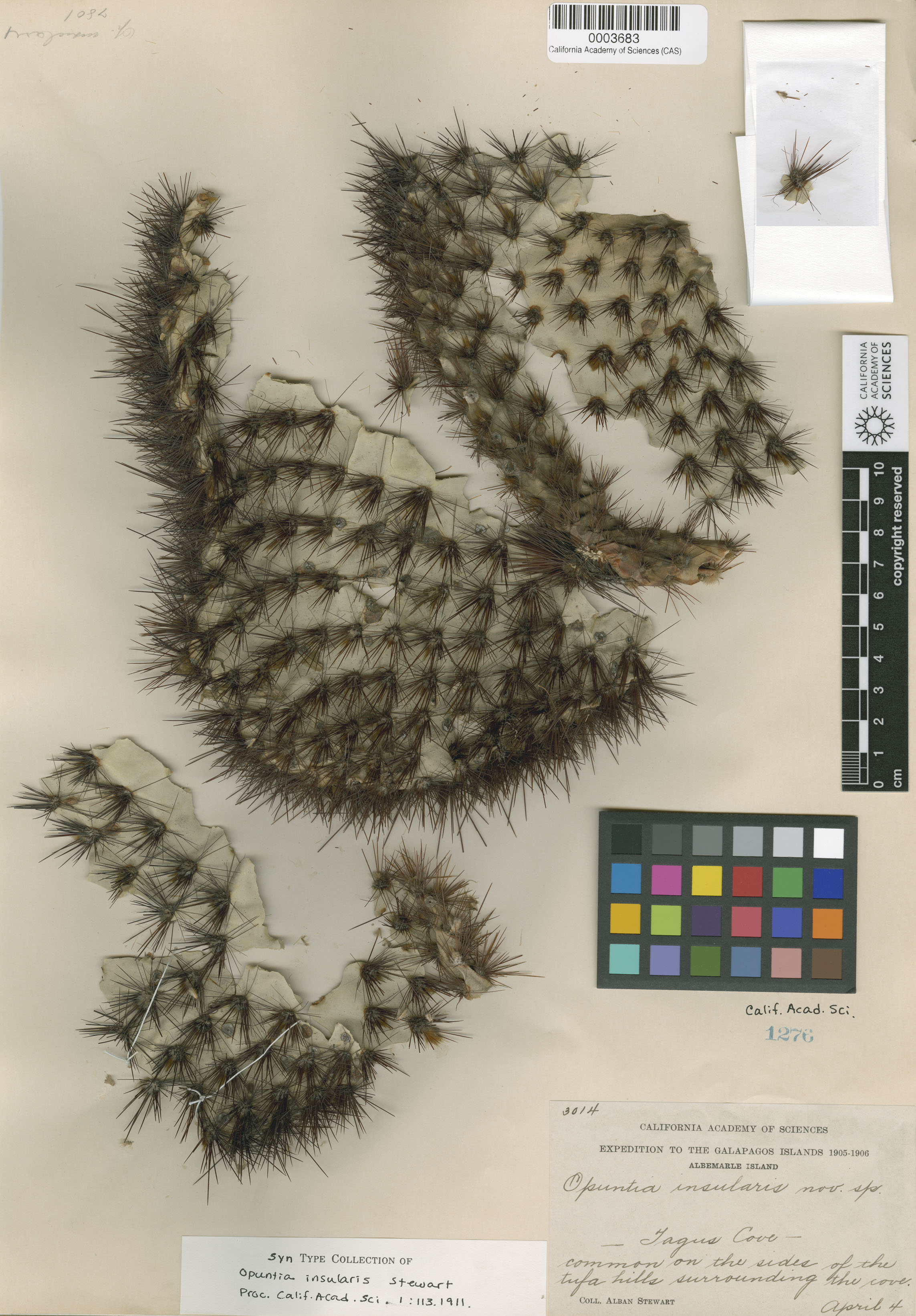 Opuntia galapageia image