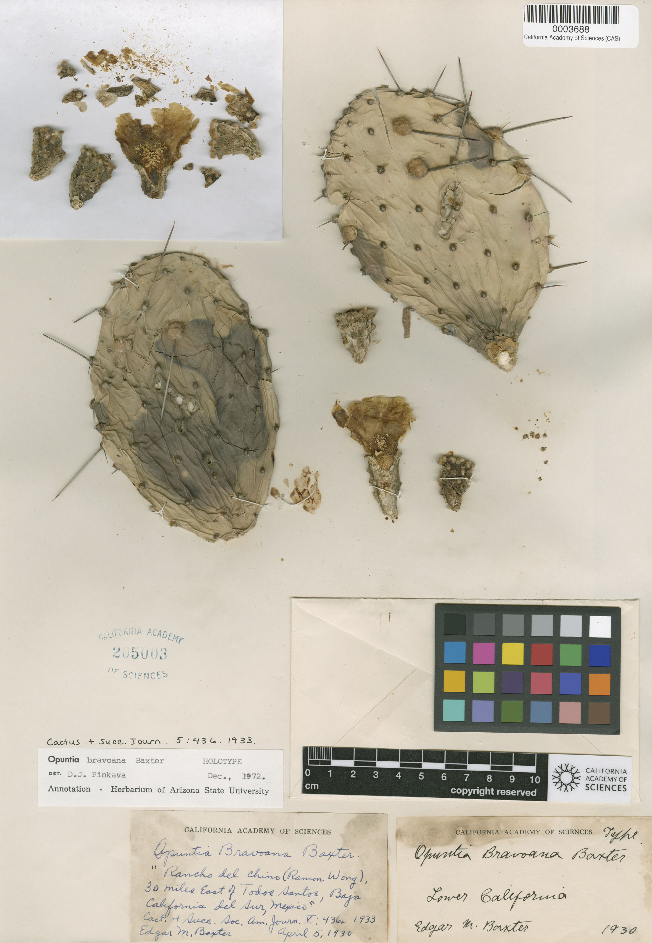 Opuntia bravoana image