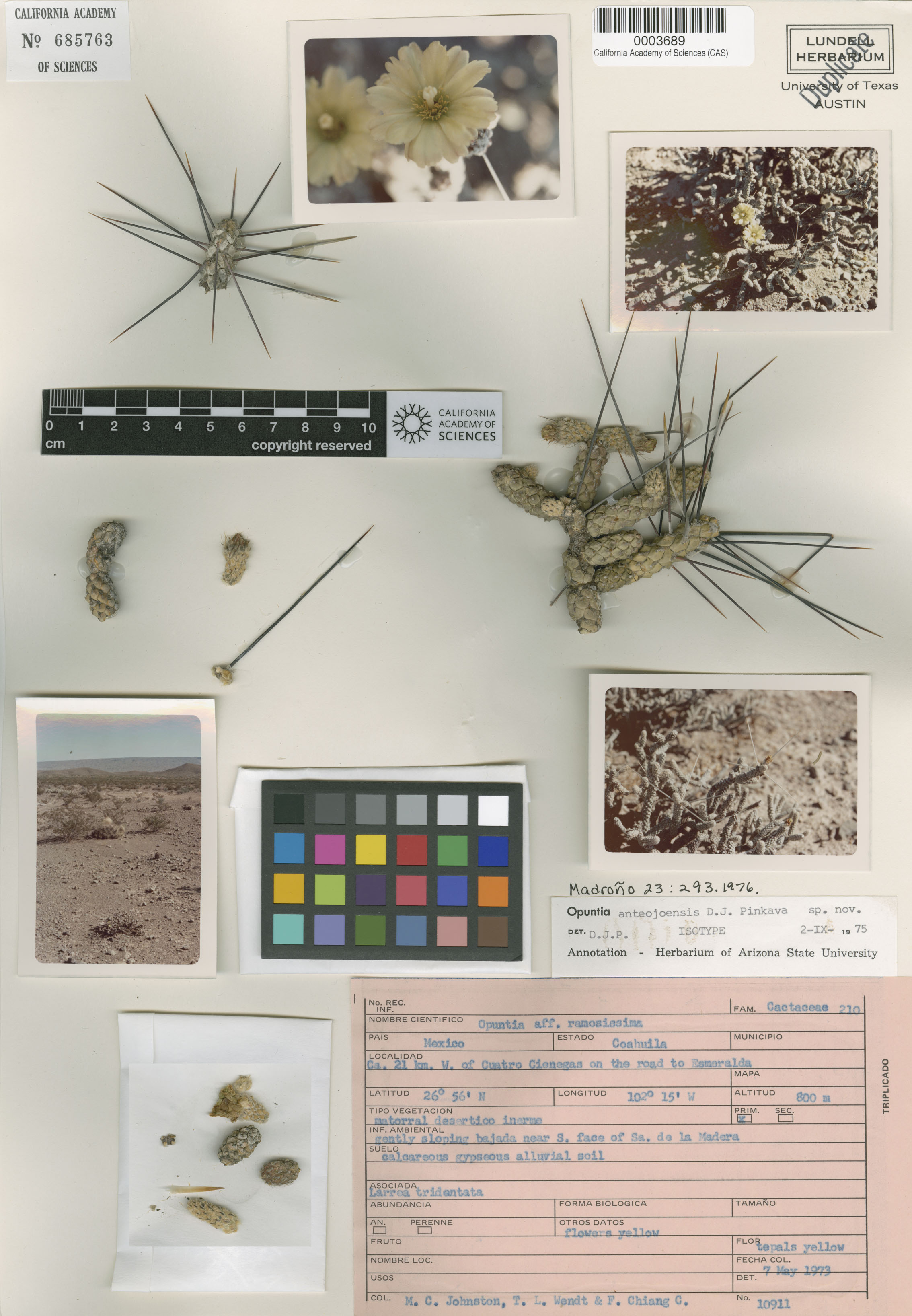 Cylindropuntia anteojoensis image