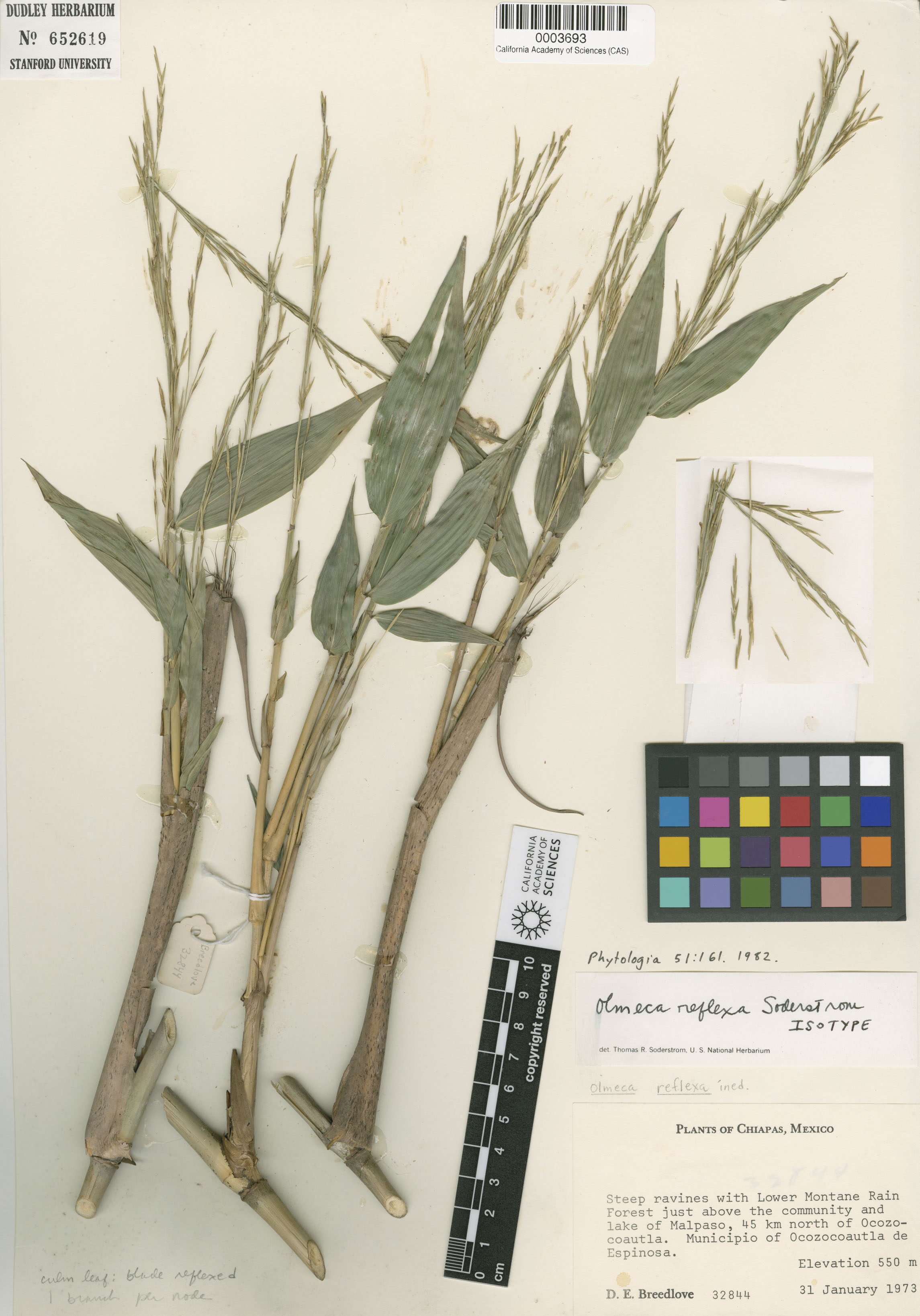 Olmeca reflexa image