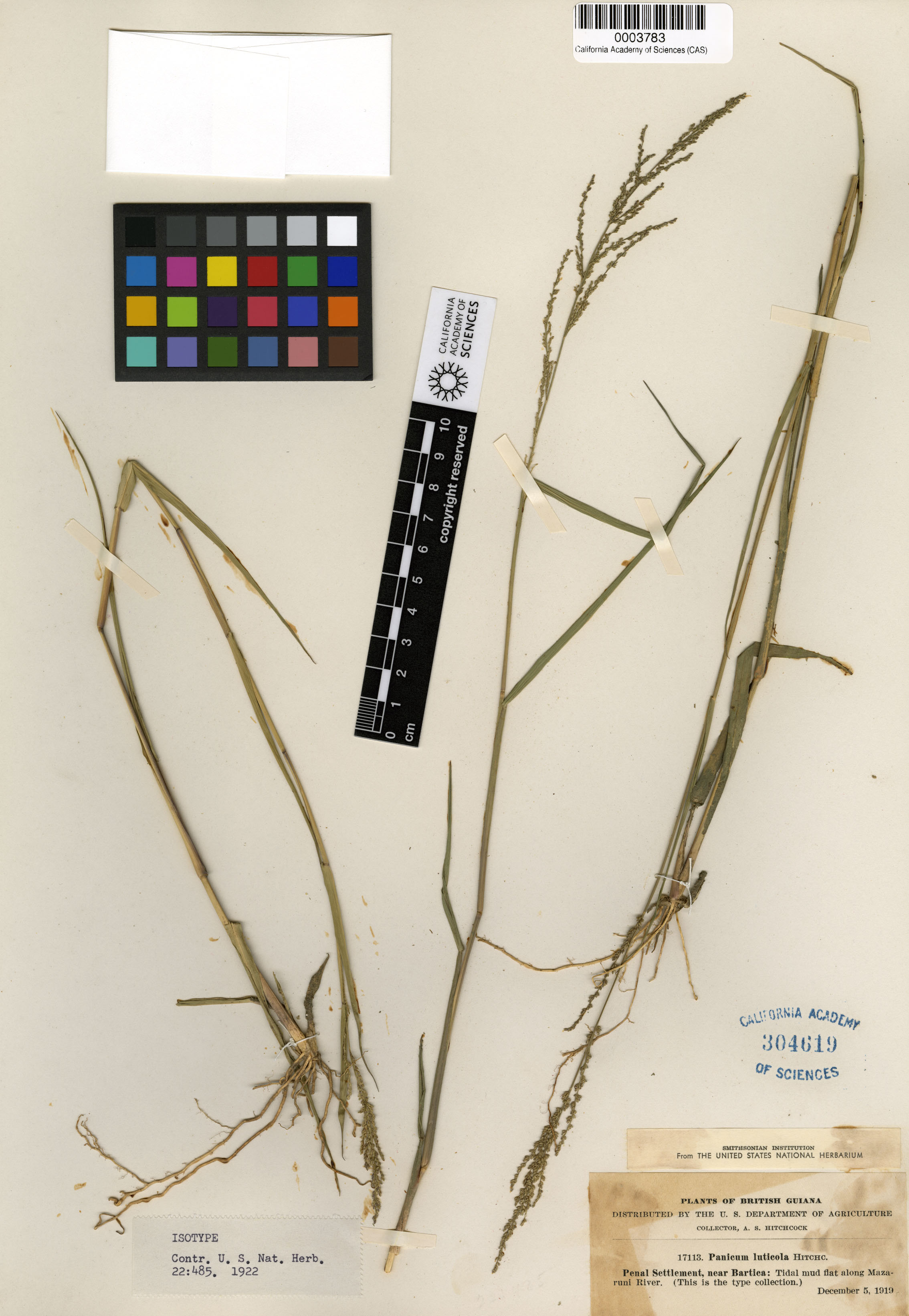 Steinchisma laxa image