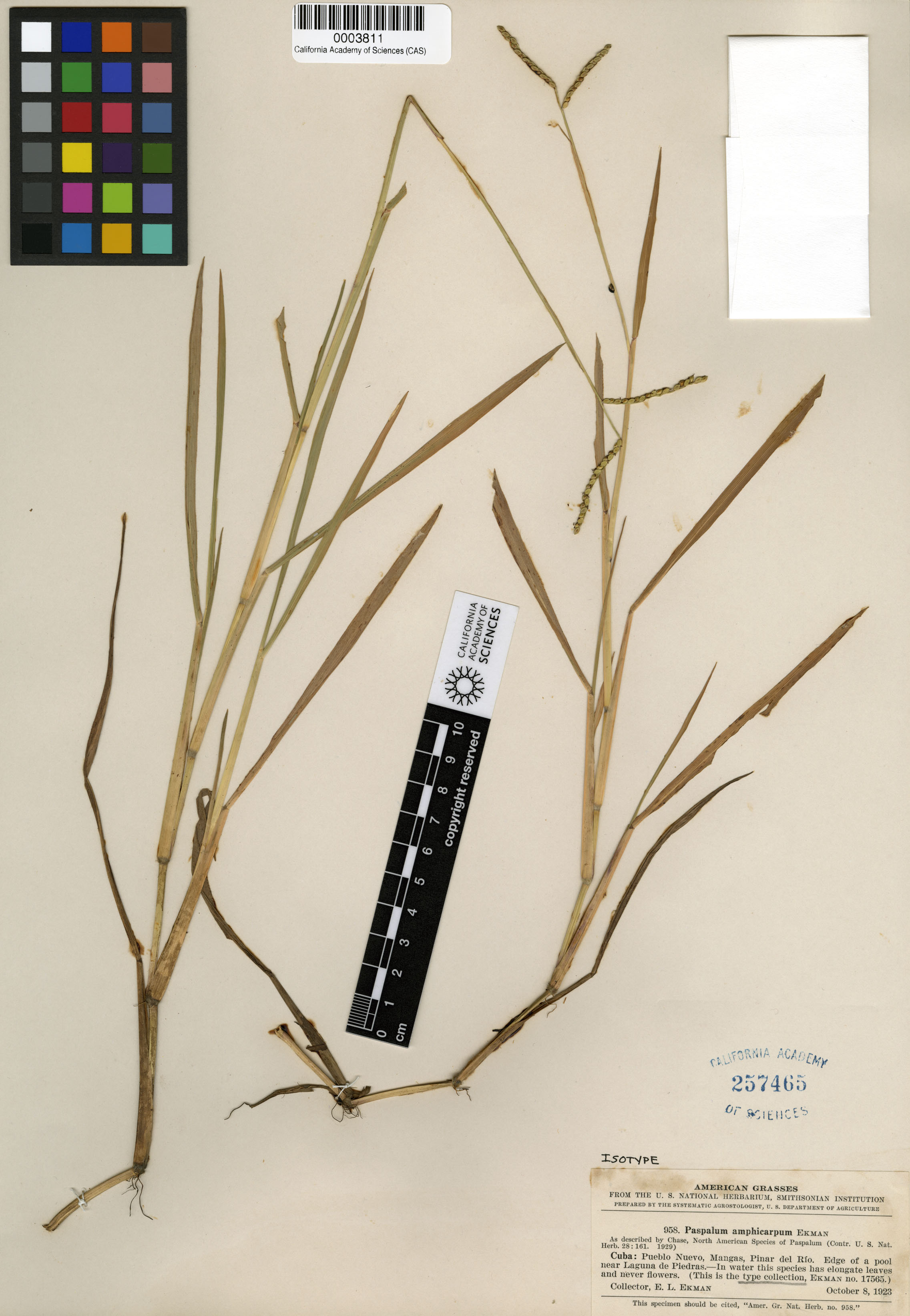 Paspalum amphicarpum image