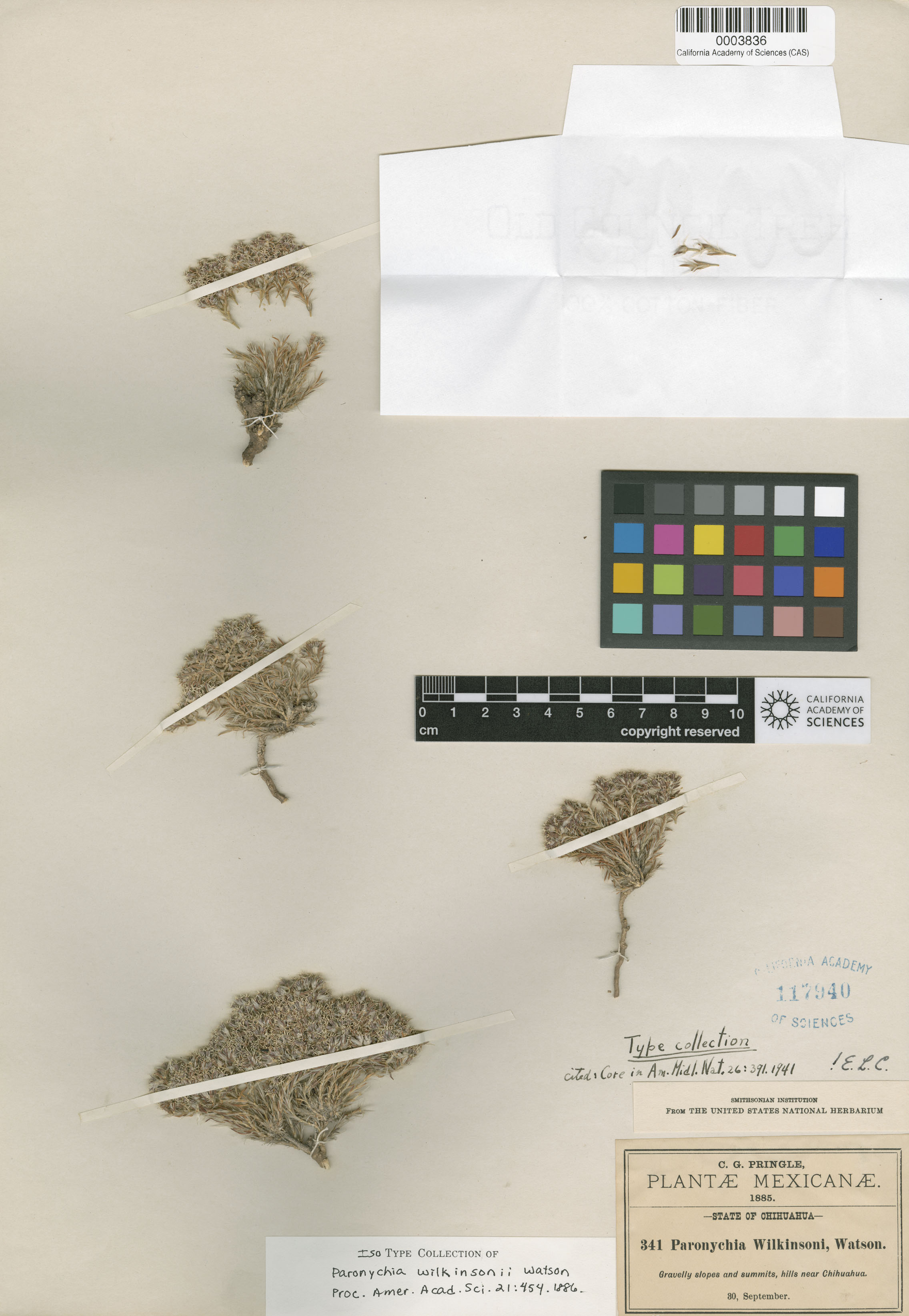 Paronychia wilkinsonii image