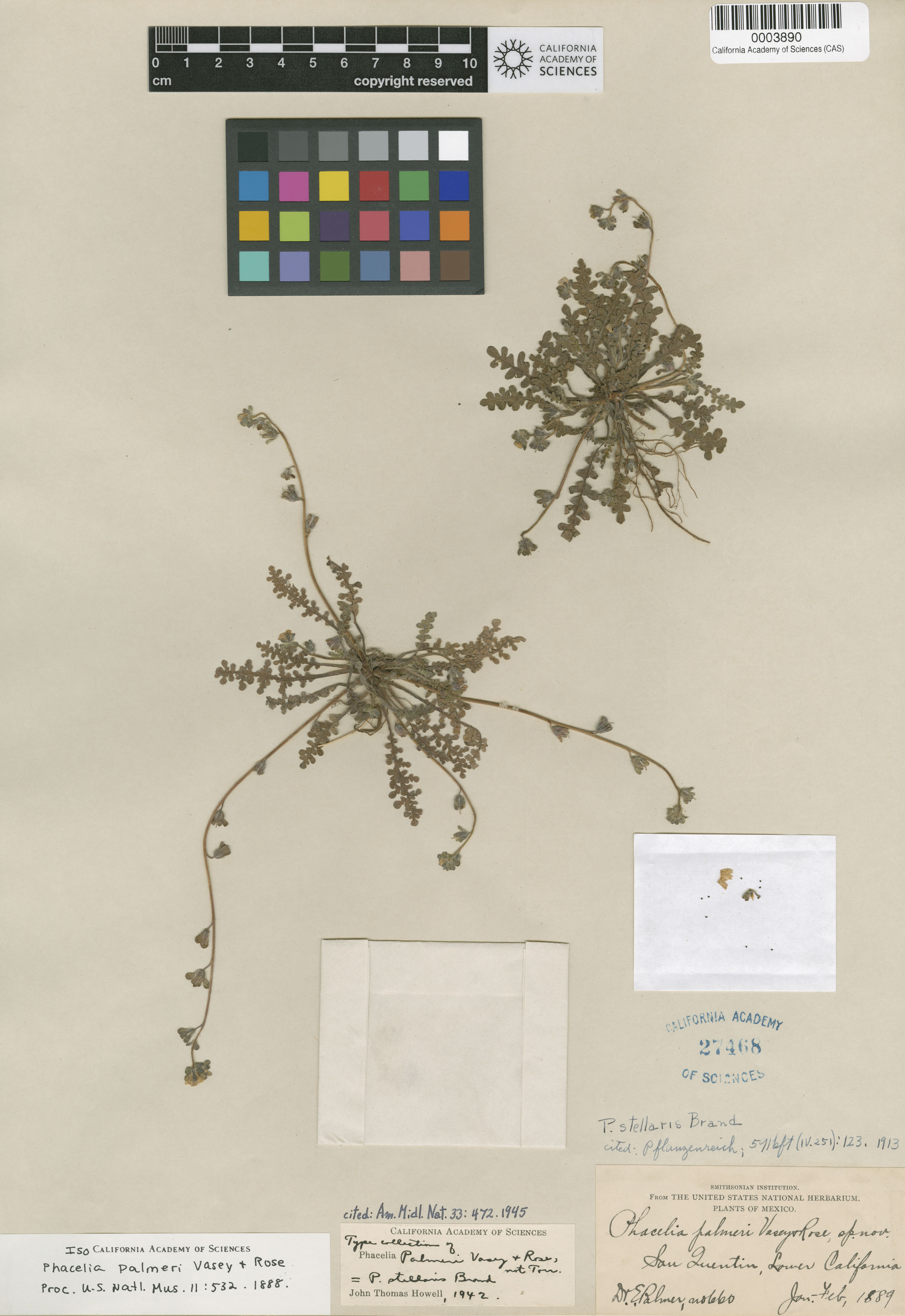 Phacelia palmeri image