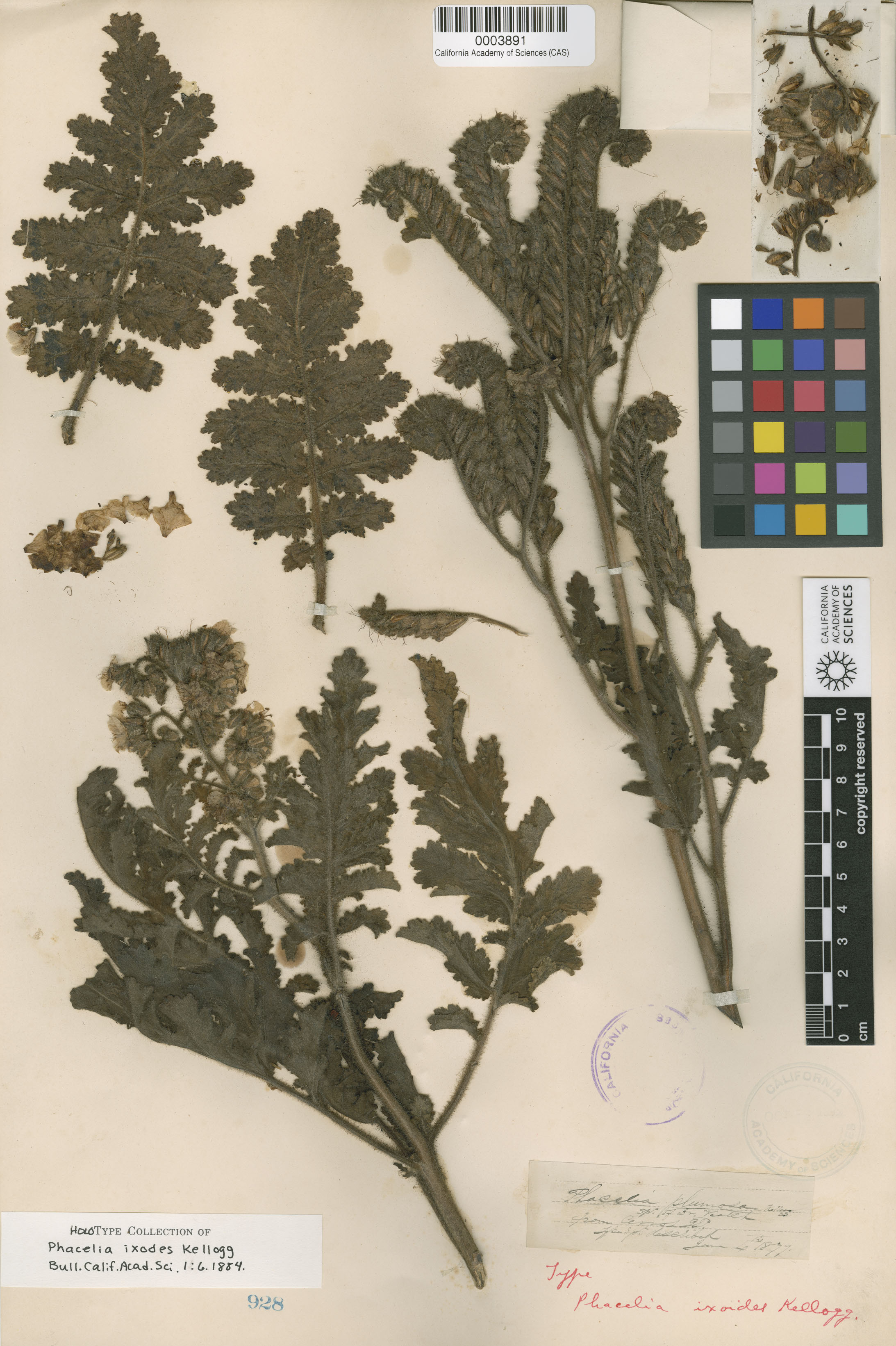 Phacelia ixodes image