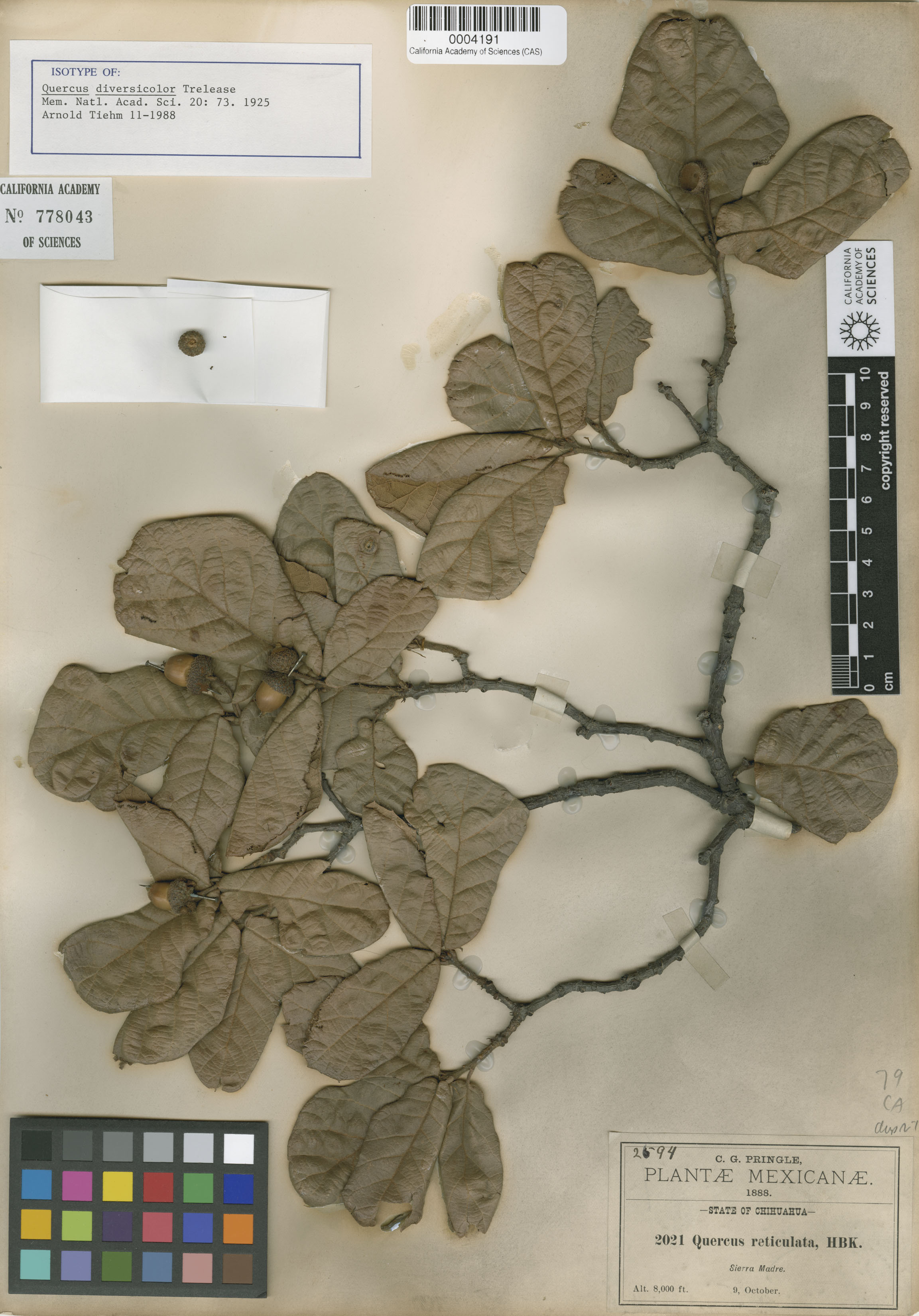 Quercus rugosa image