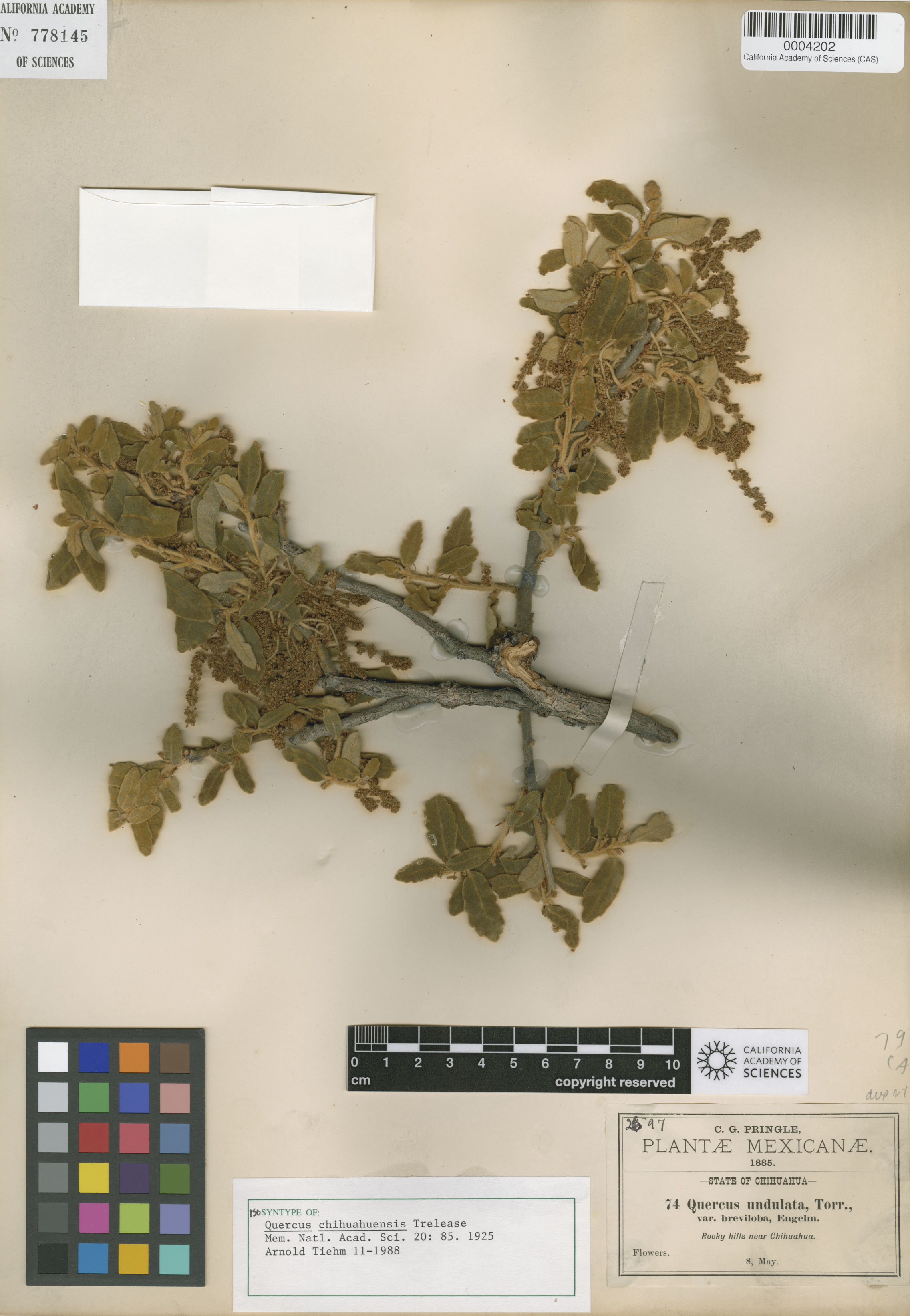 Quercus chihuahuensis image