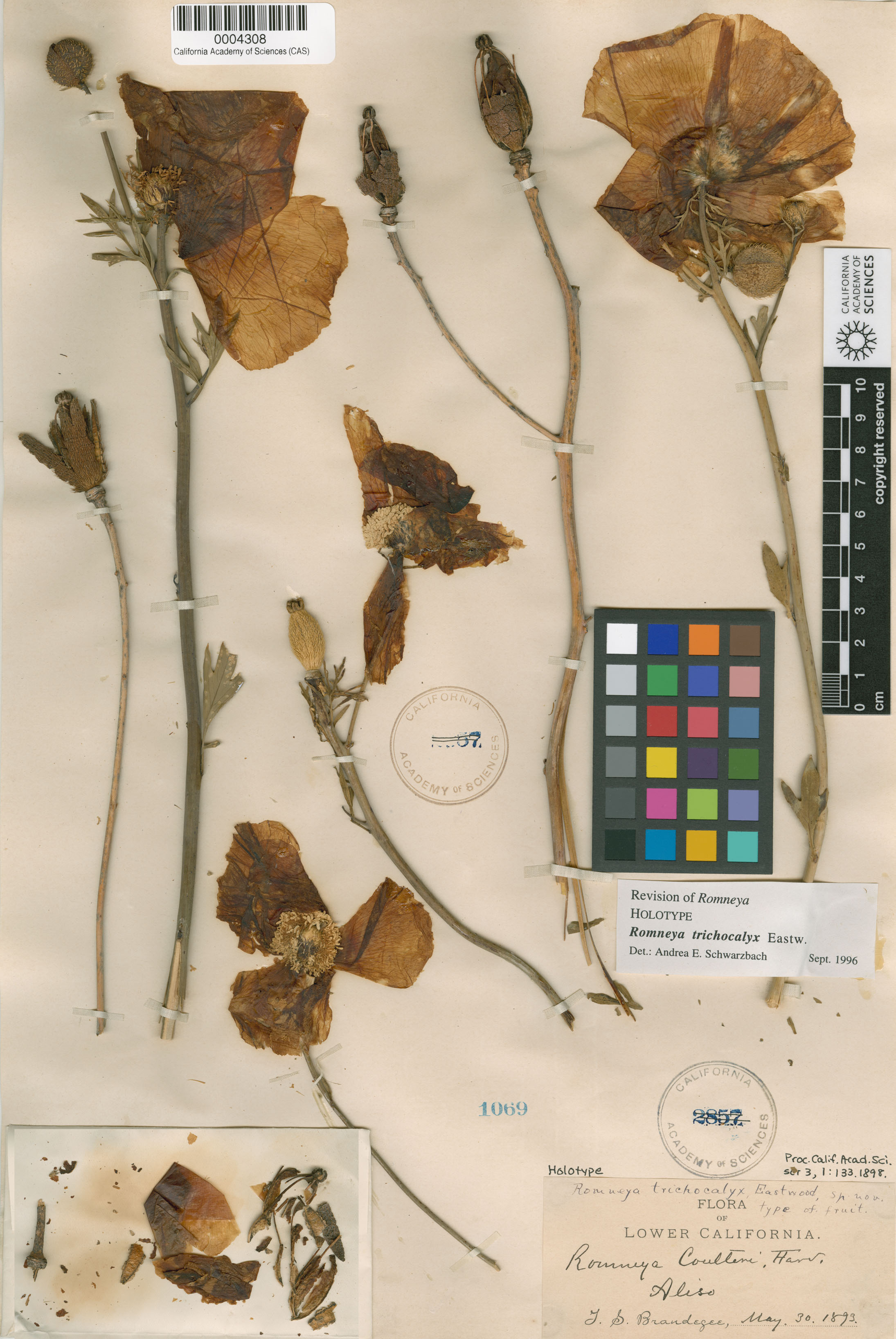 Romneya trichocalyx image