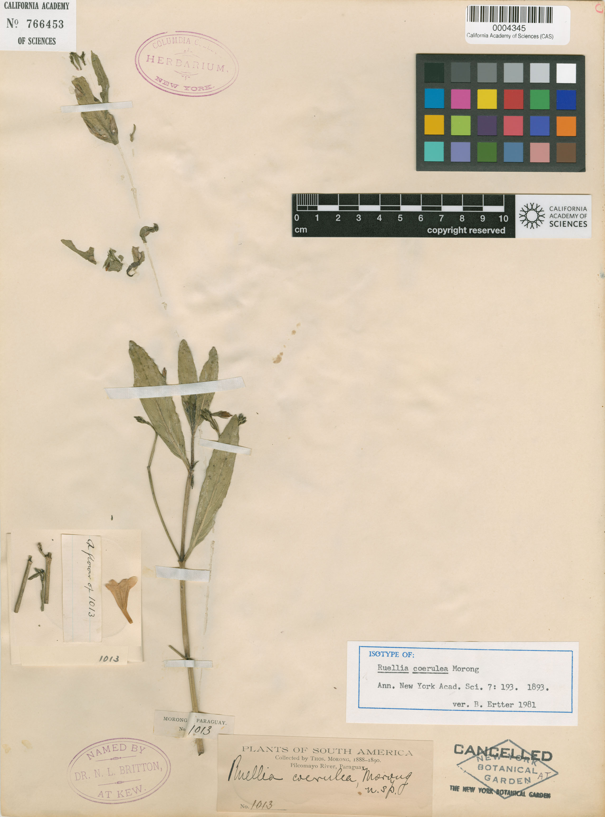 Ruellia simplex image