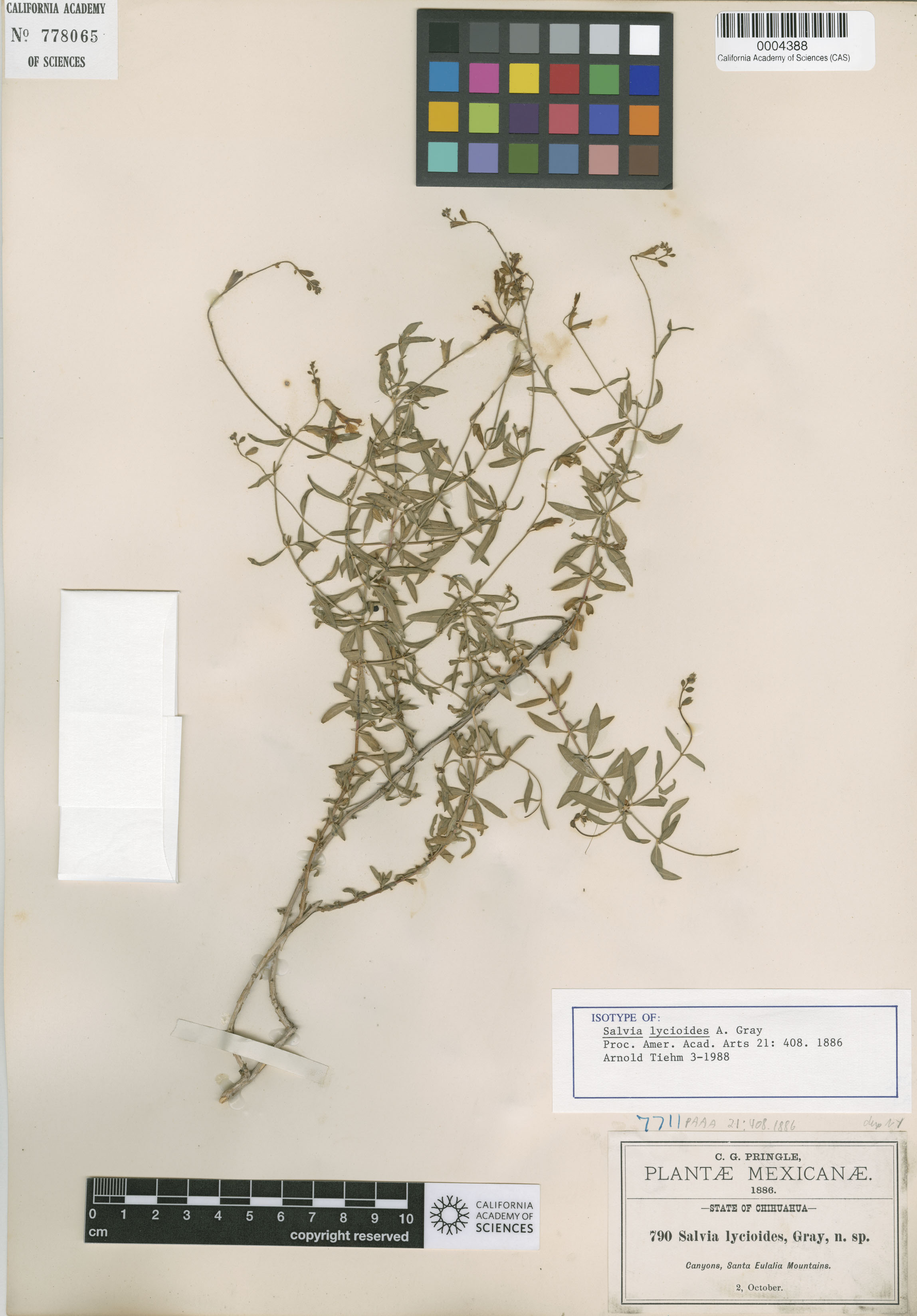 Salvia lycioides image