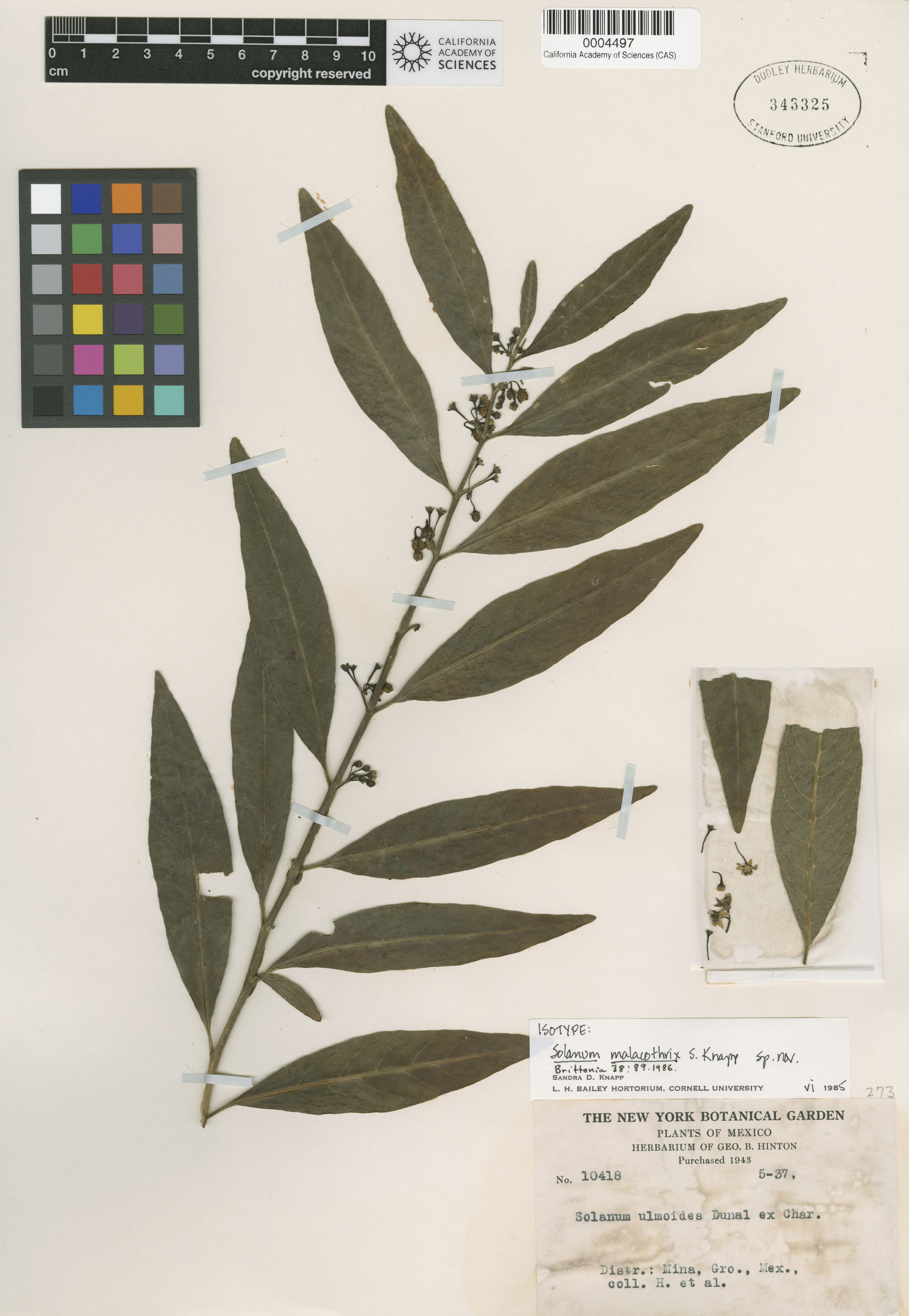 Solanum malacothrix image