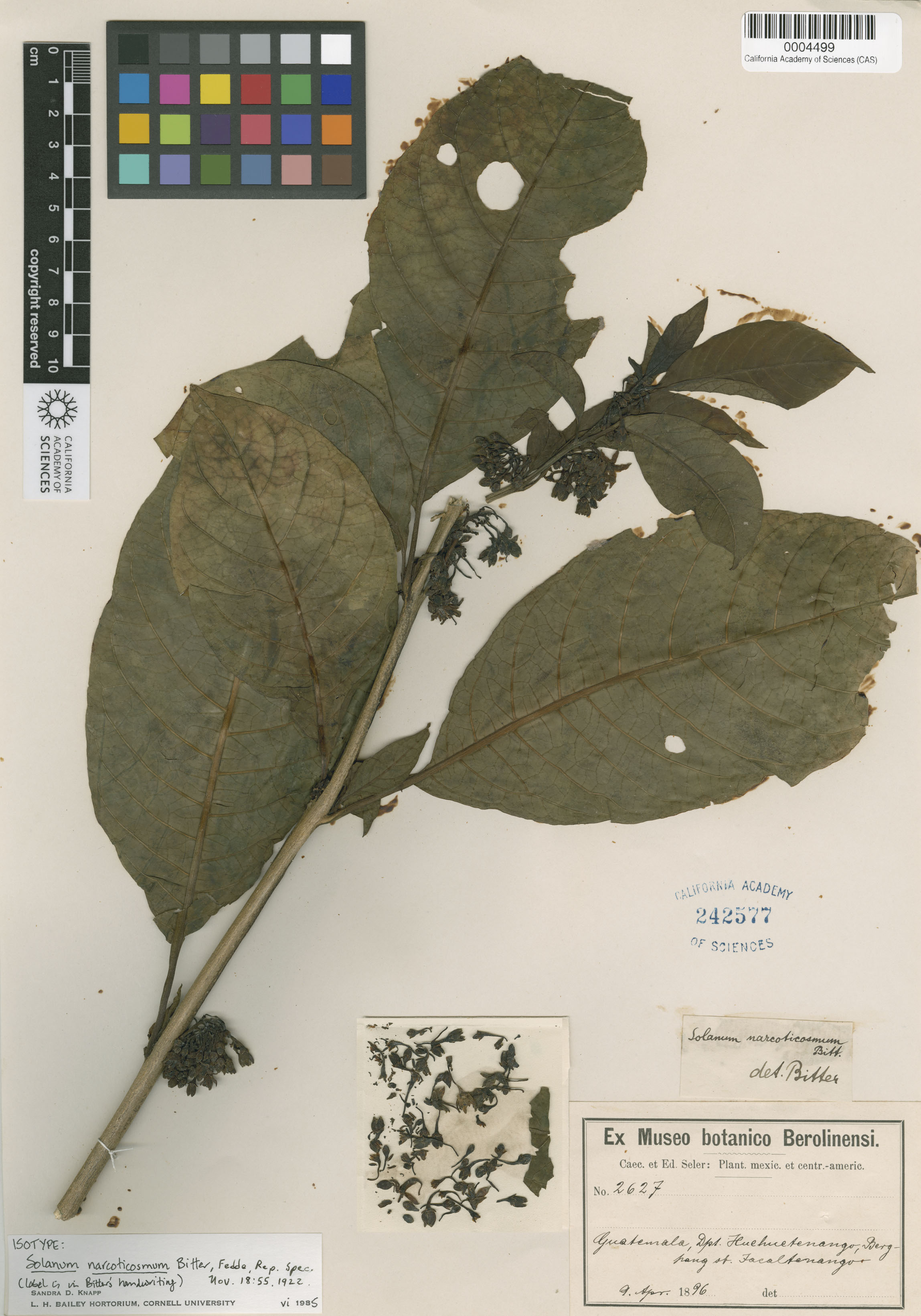 Solanum narcoticosmum image