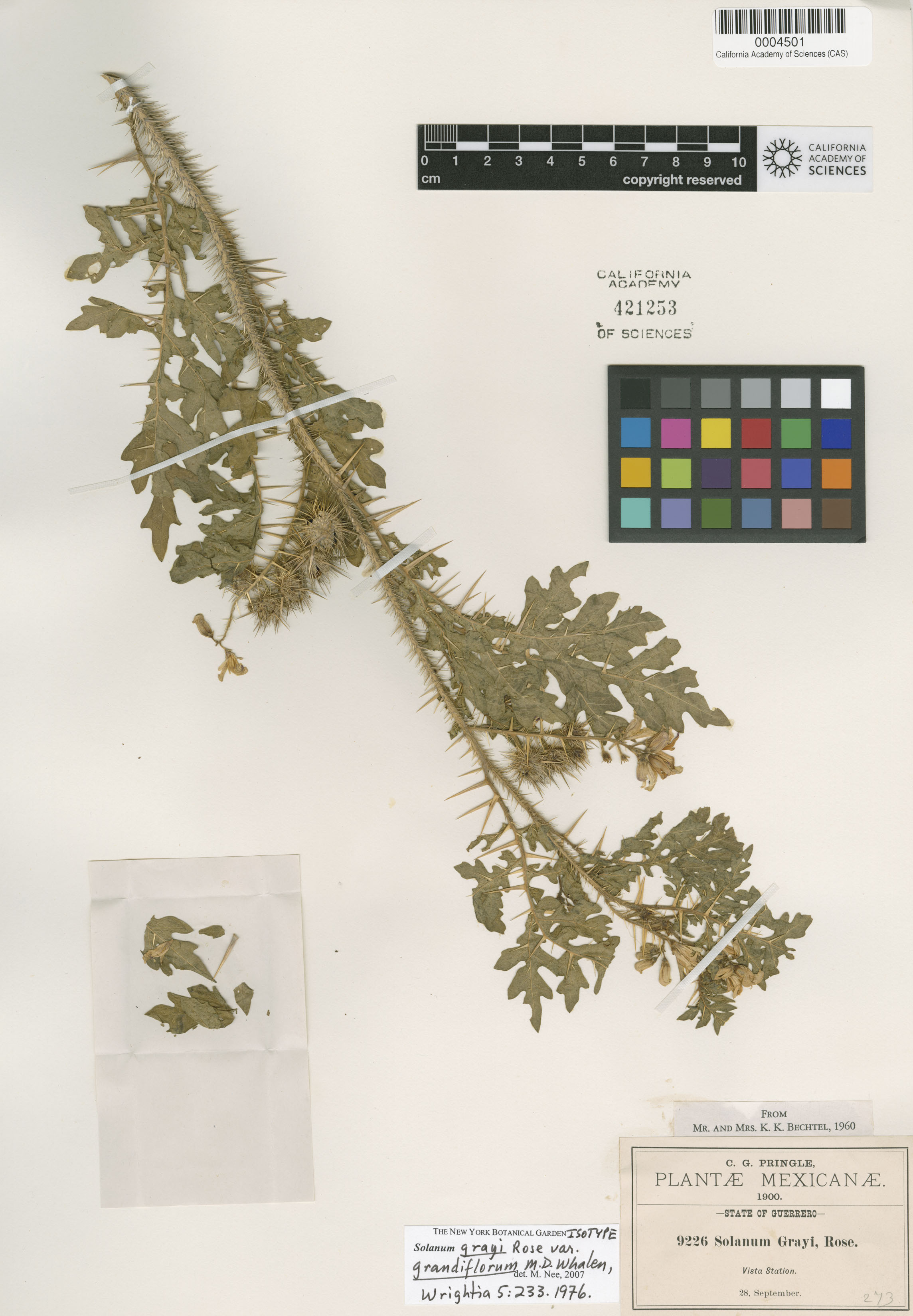 Solanum grayi var. grandiflorum image