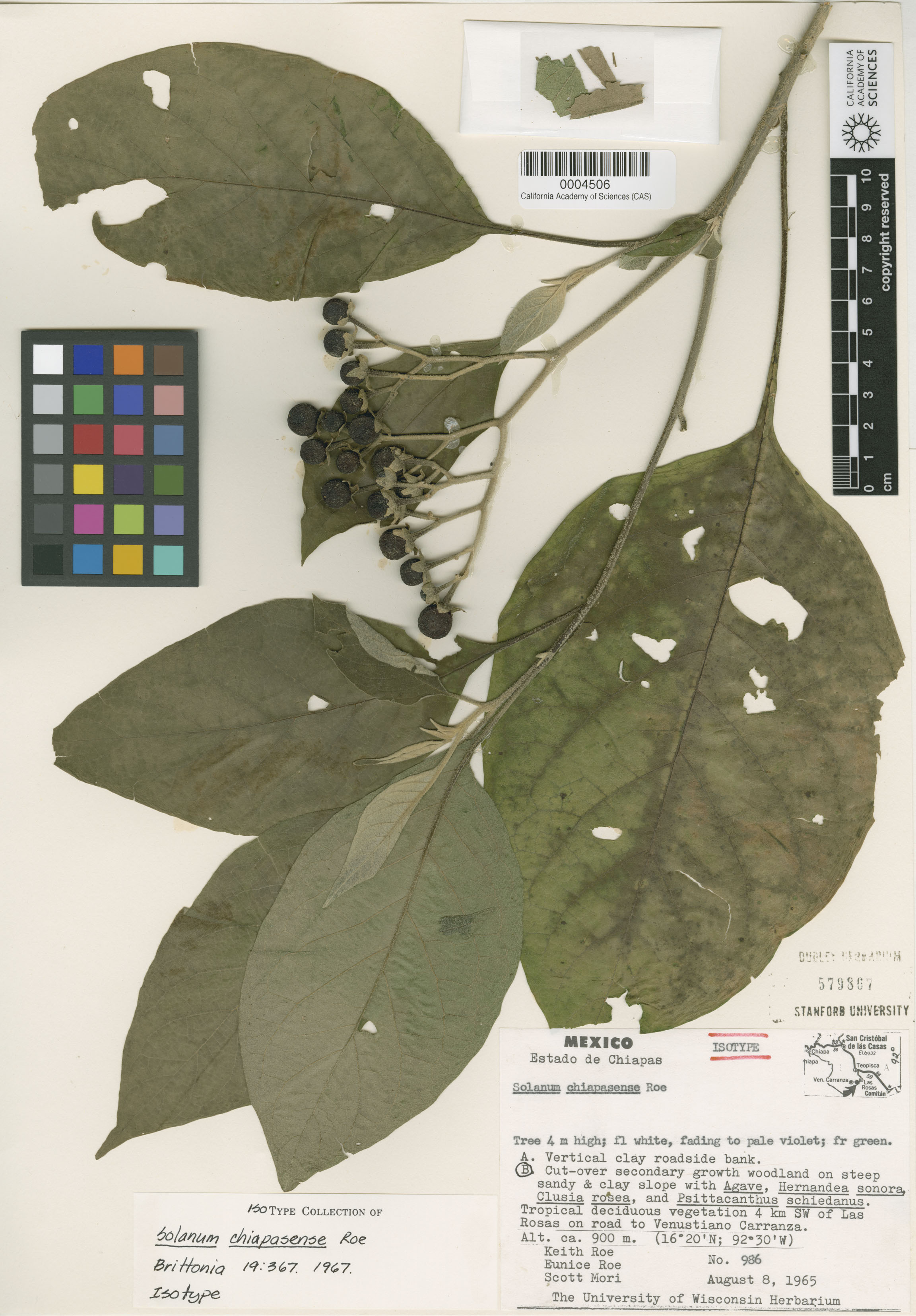 Solanum chiapasense image
