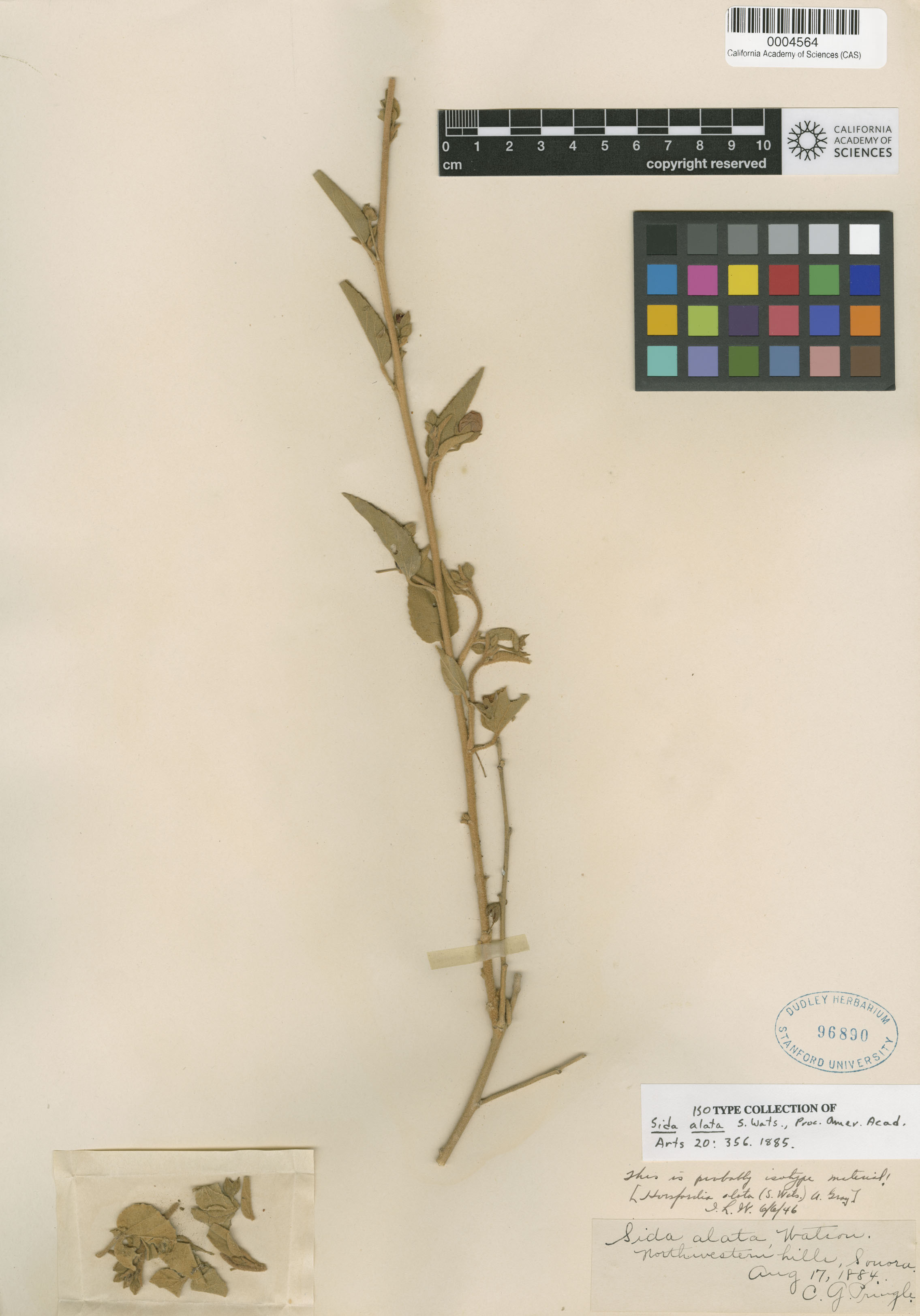 Horsfordia alata image