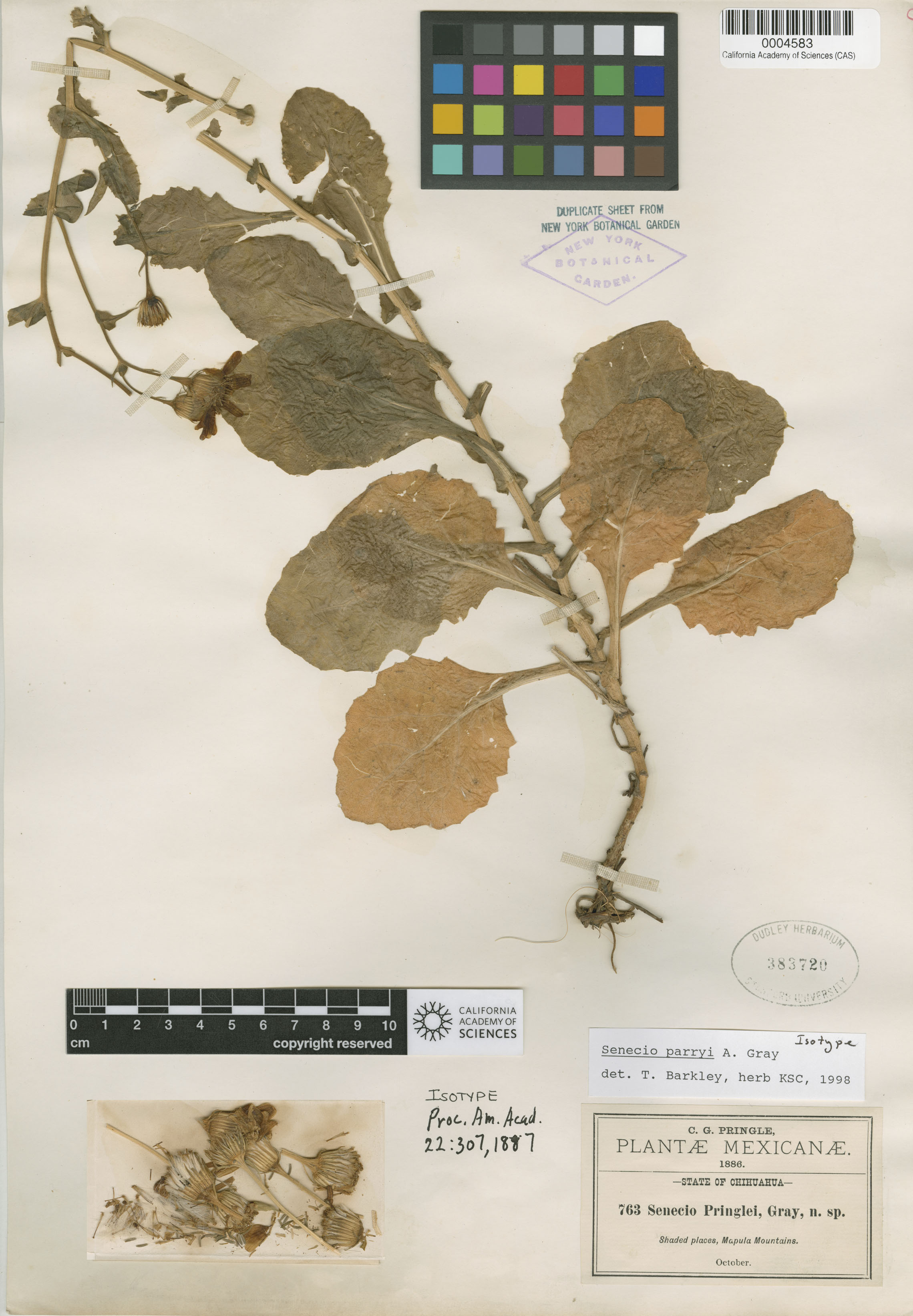 Senecio parryi image