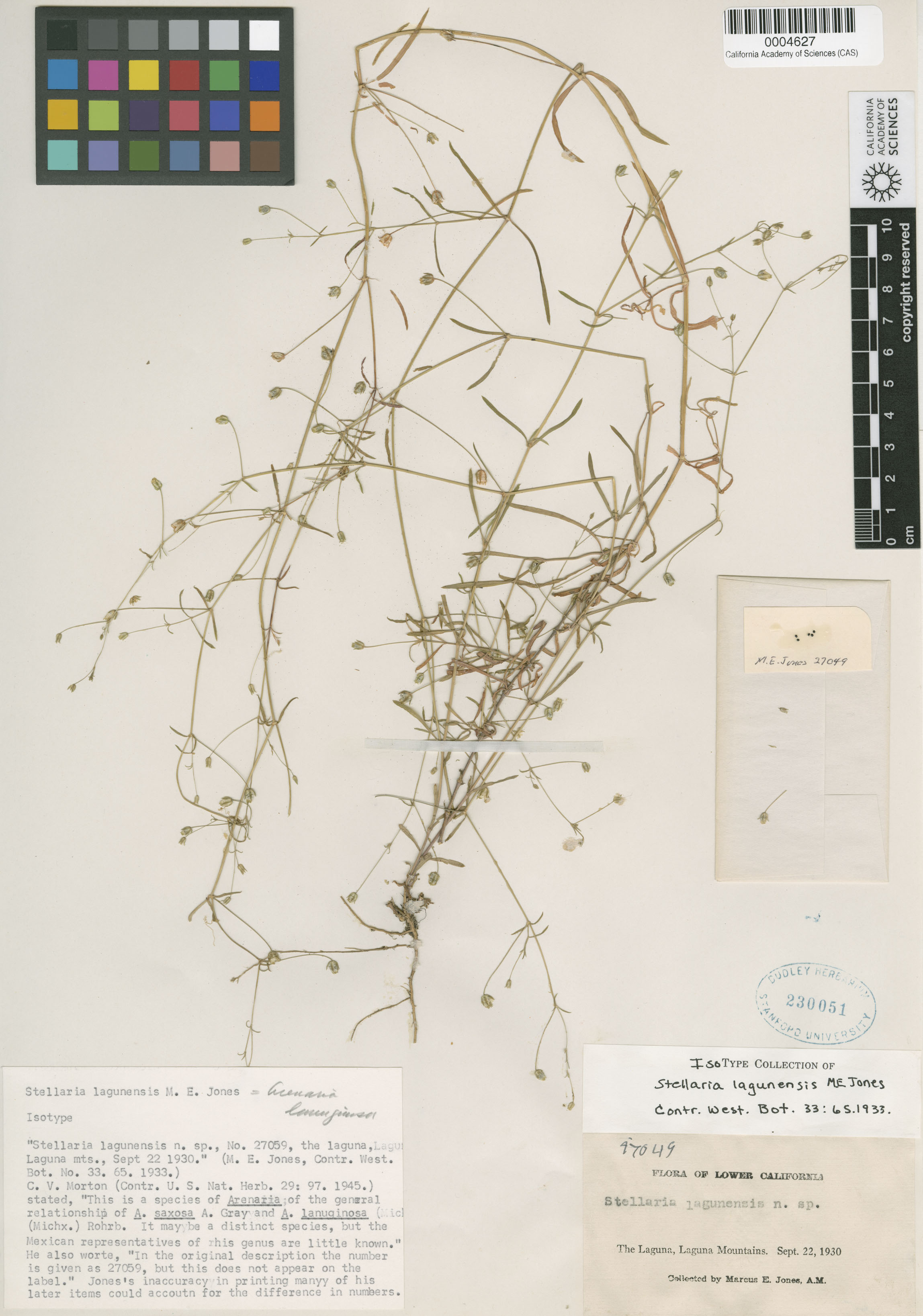 Astropectinidae image