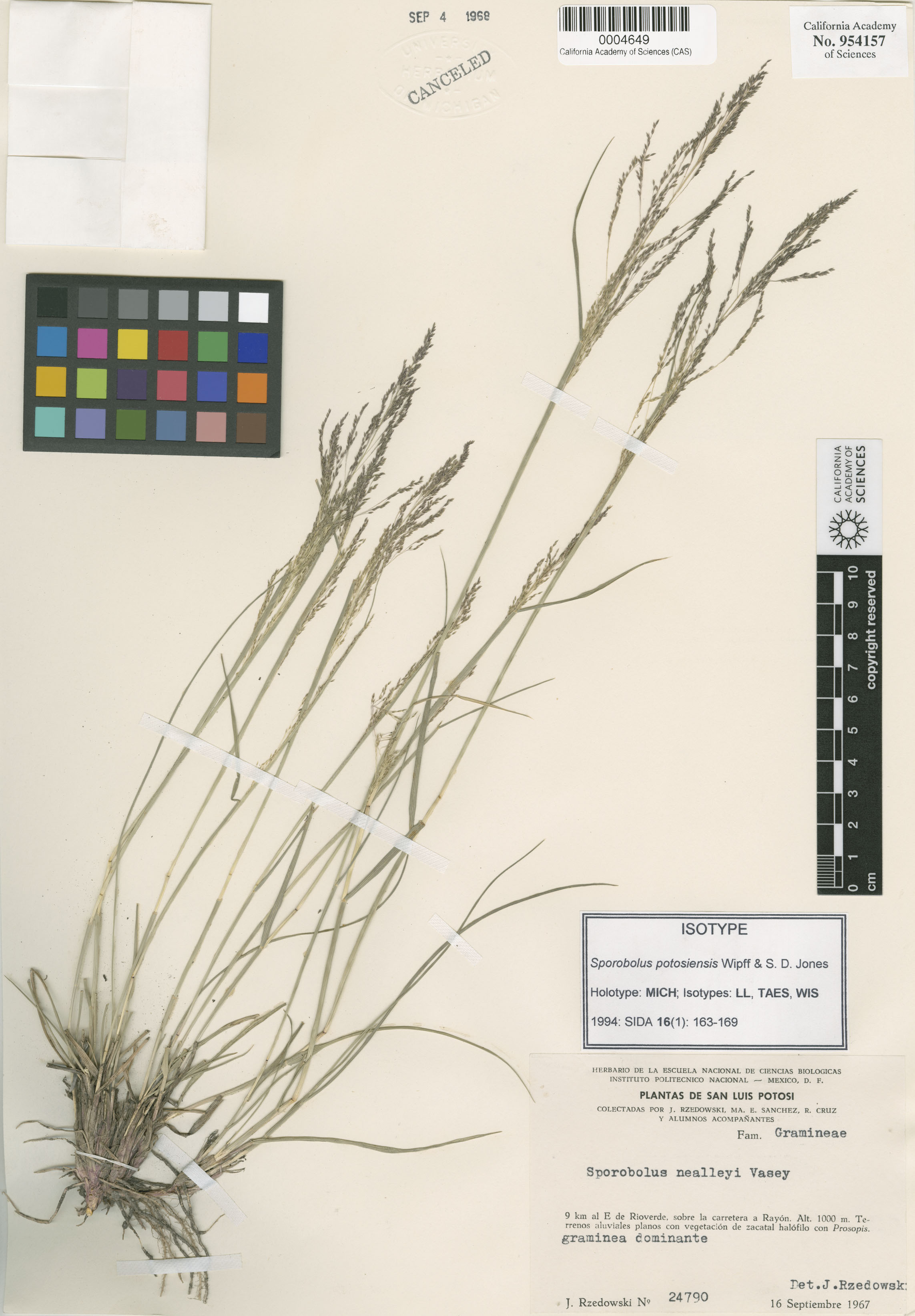 Sporobolus potosiensis image