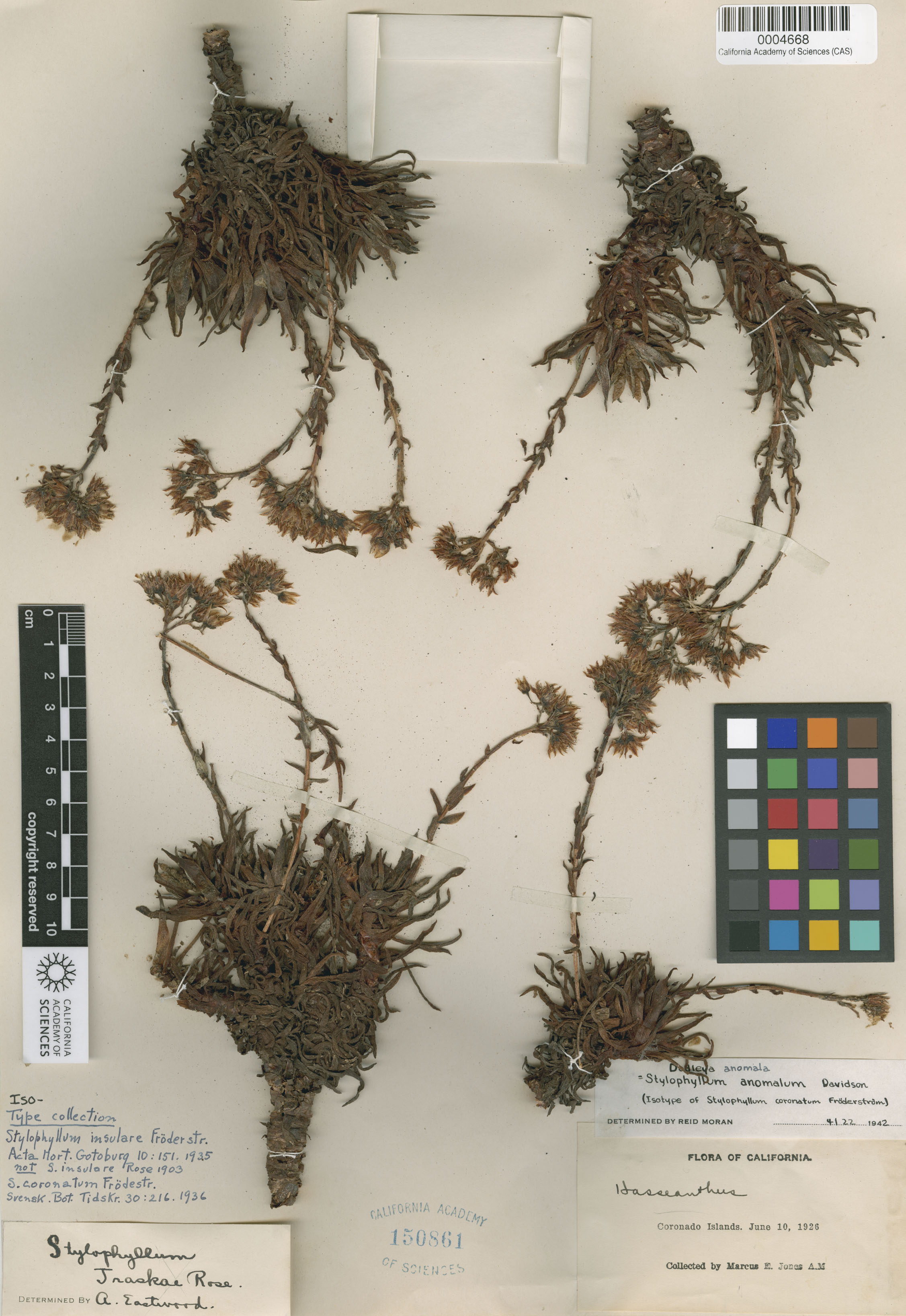 Stylophyllum insulare image