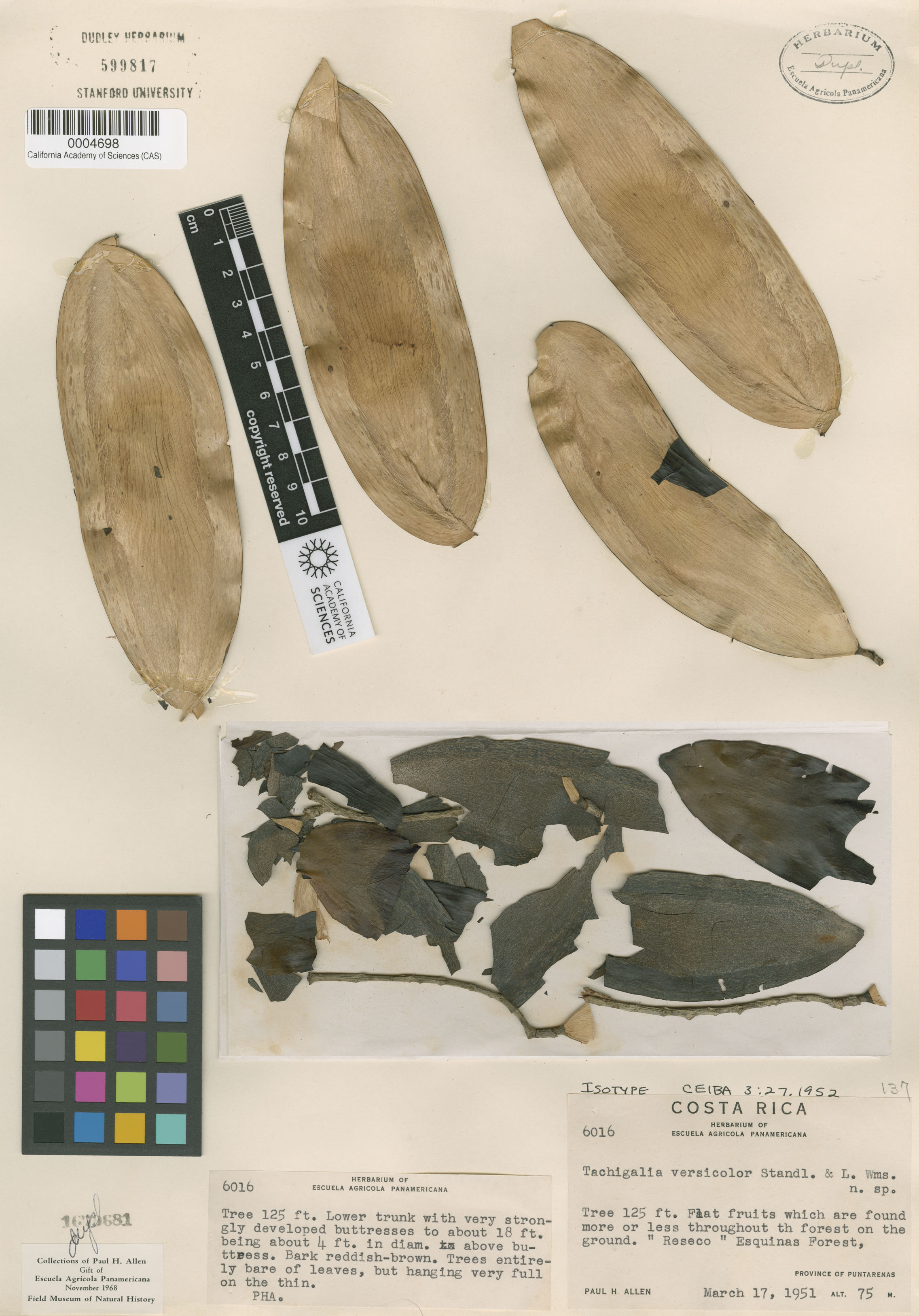 Tachigali versicolor image