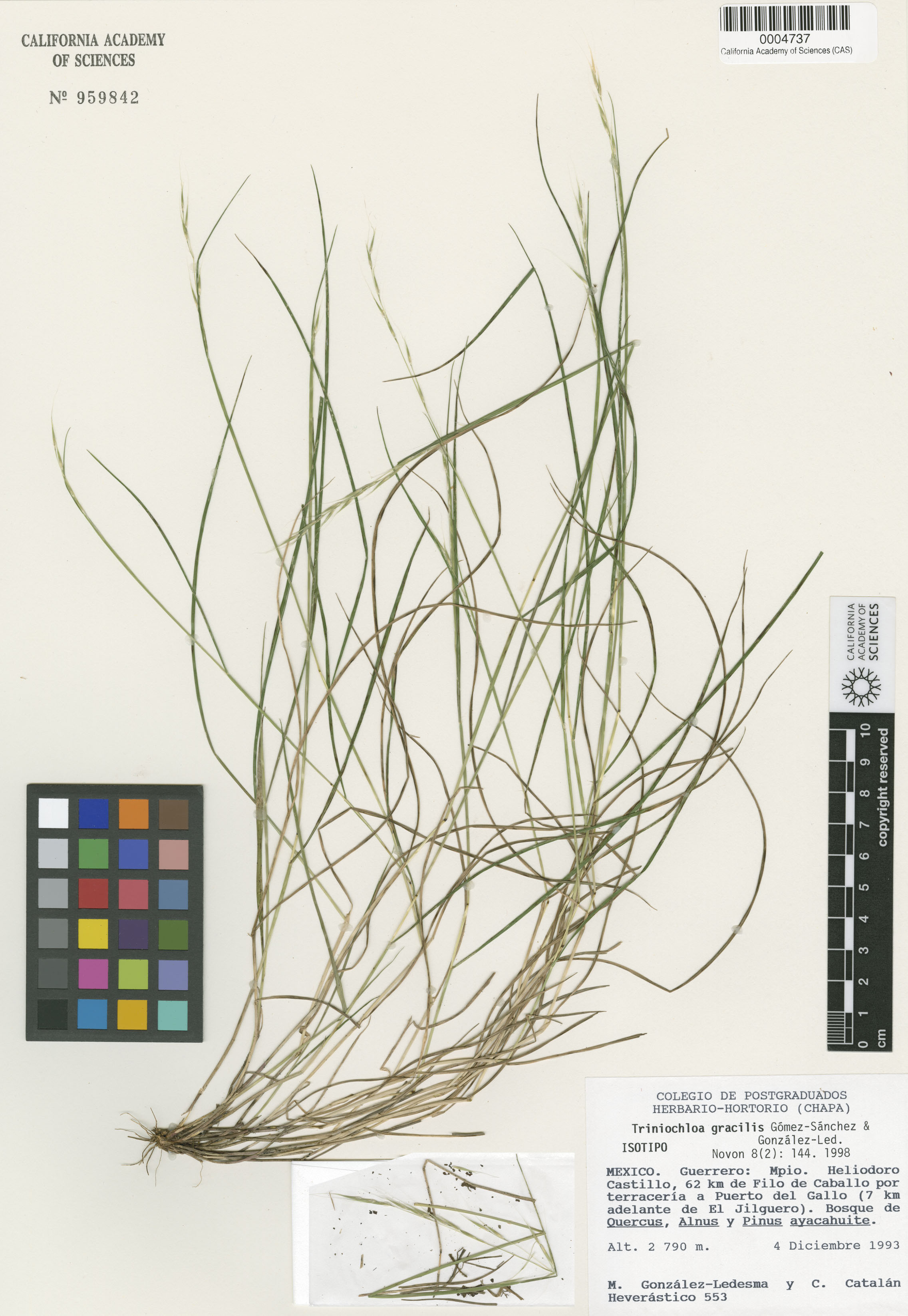 Triniochloa image