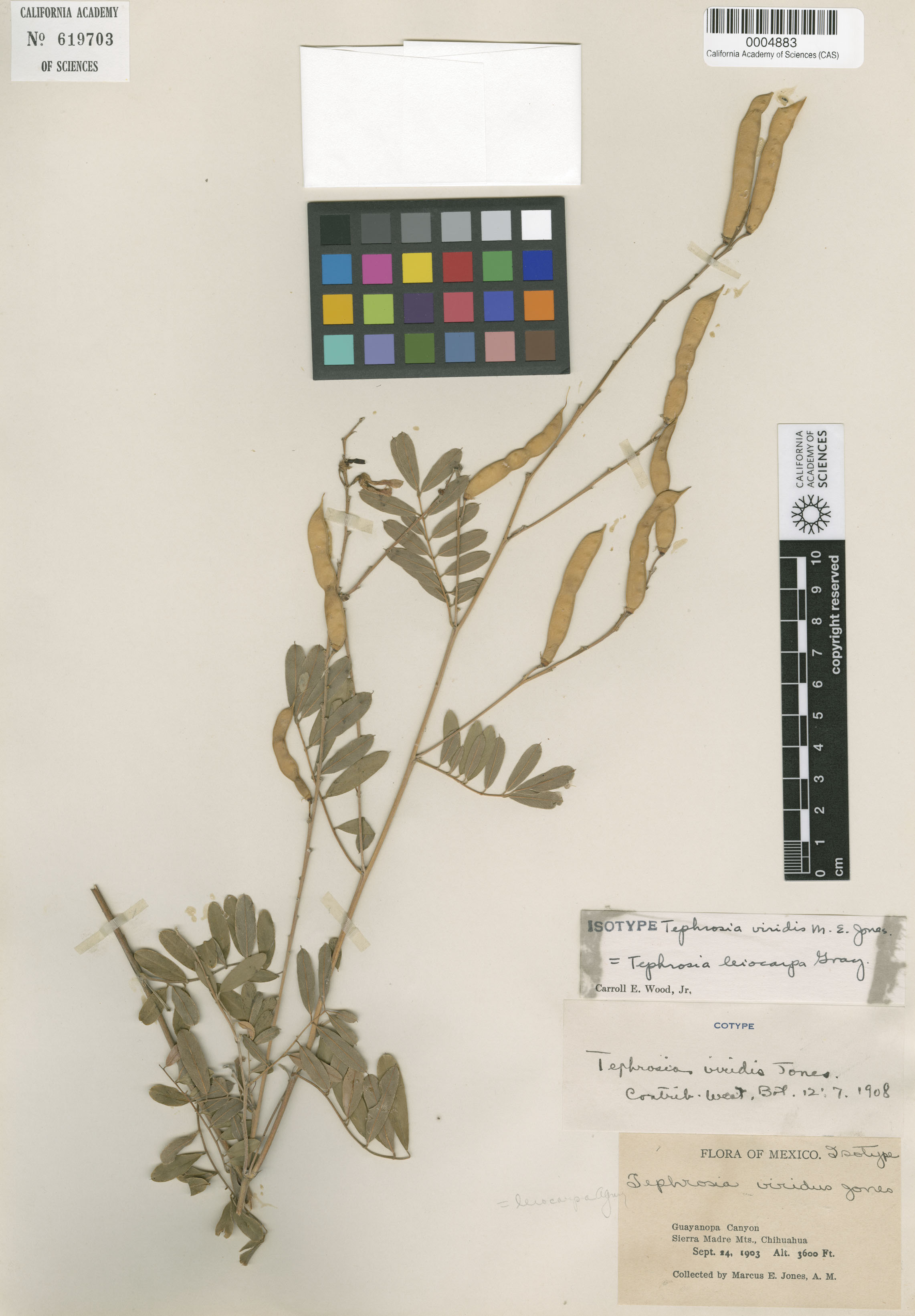 Tephrosia leiocarpa image