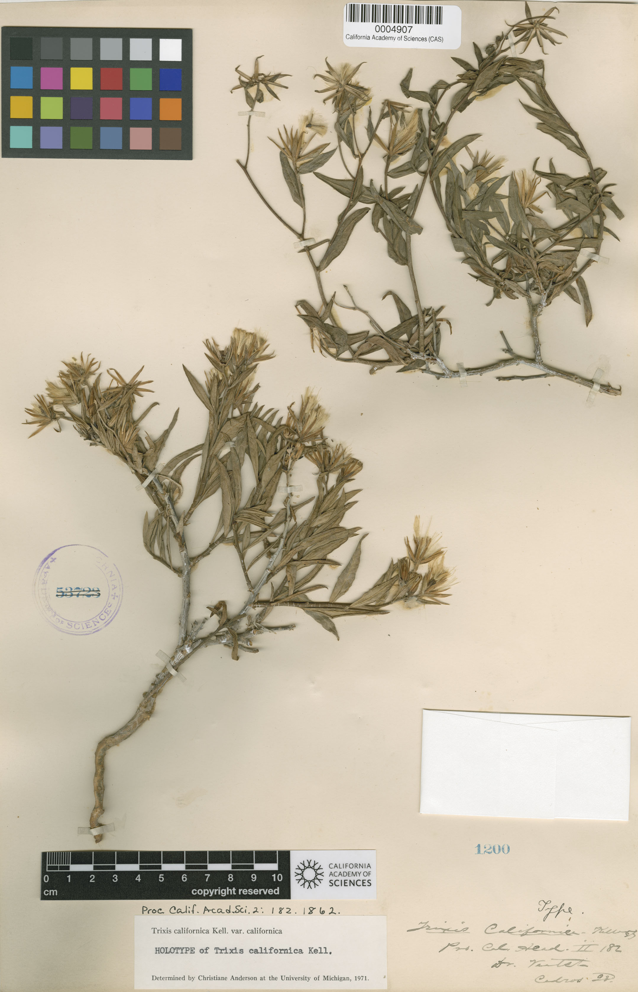 Trixis californica image